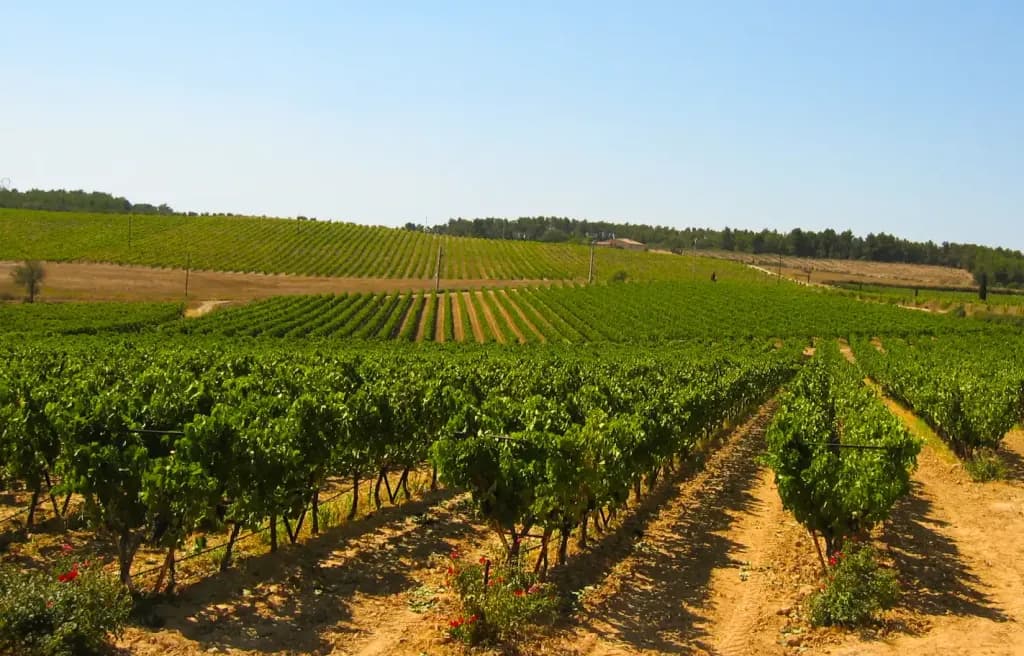 Domaine du Coffre_Pertuis