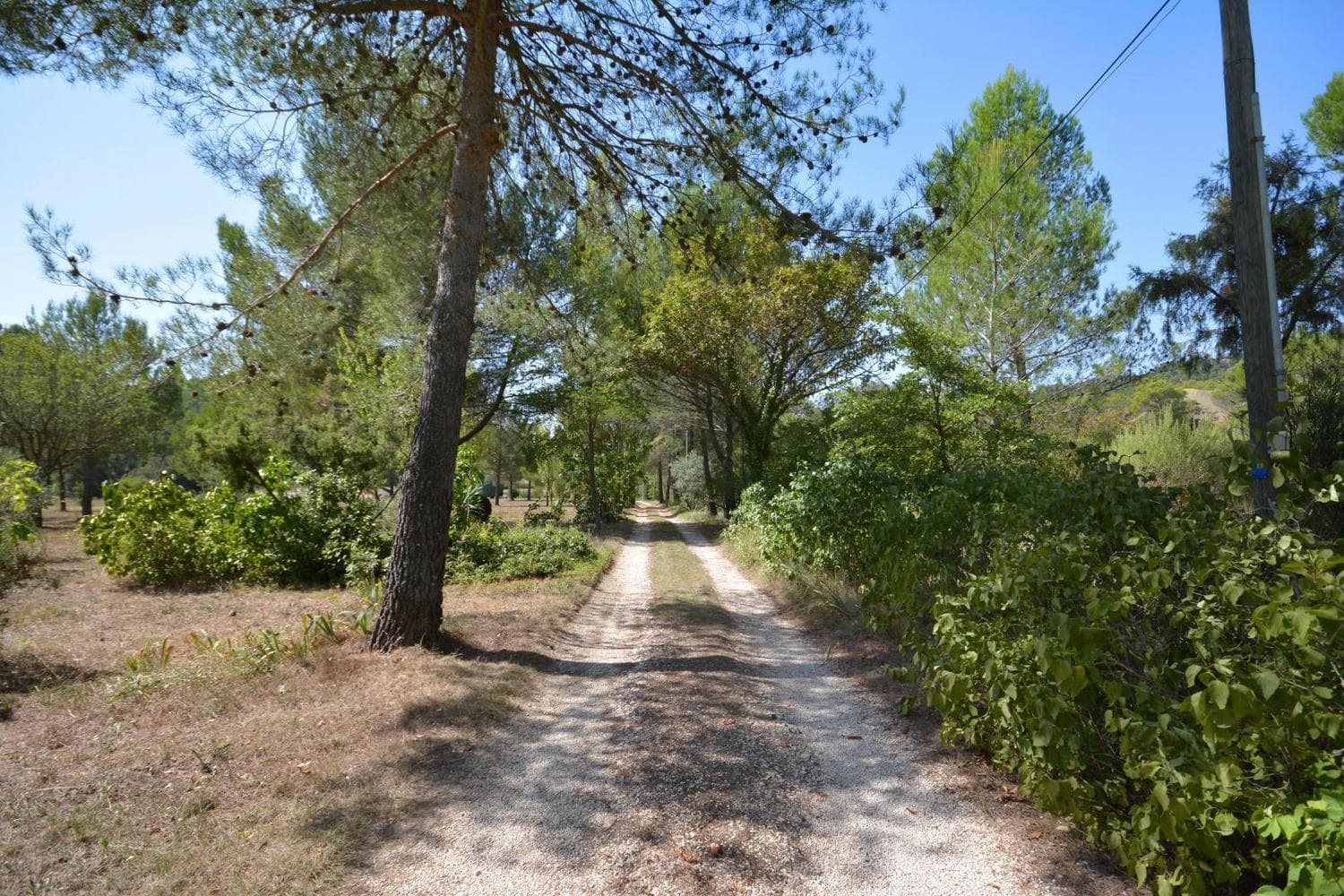 Hémérocalles
