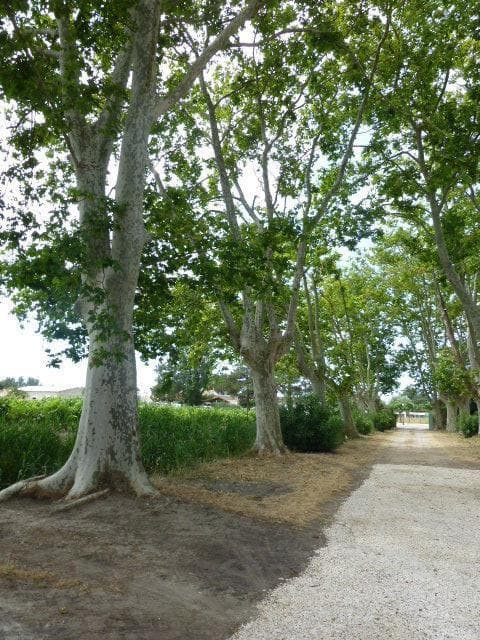 La Vigne