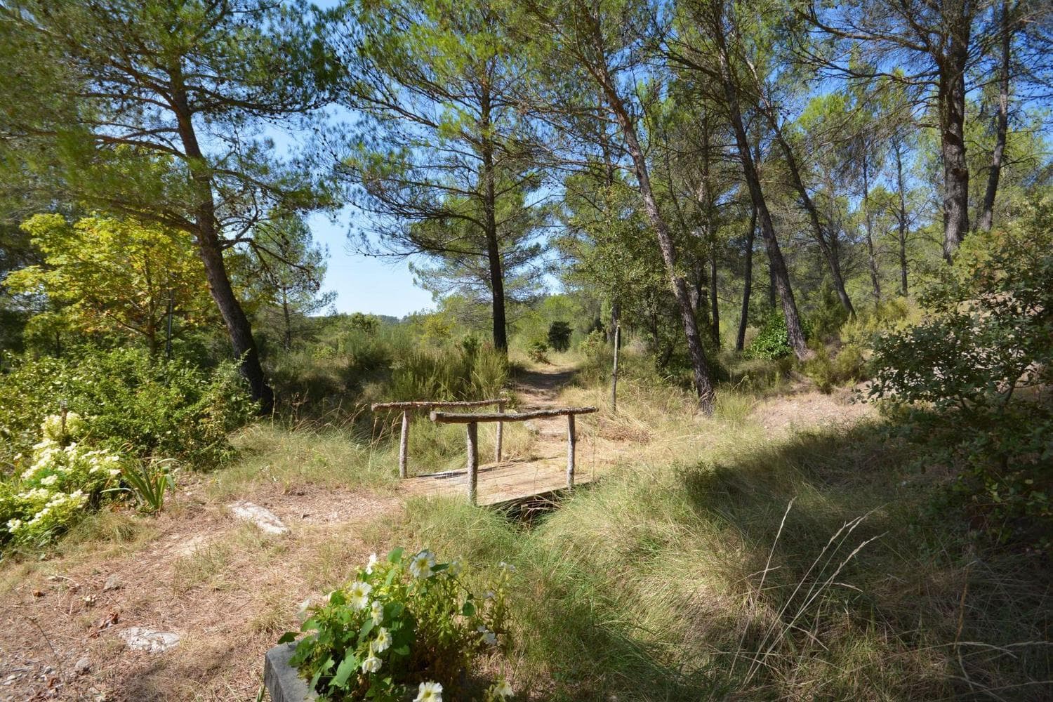 Hémérocalles