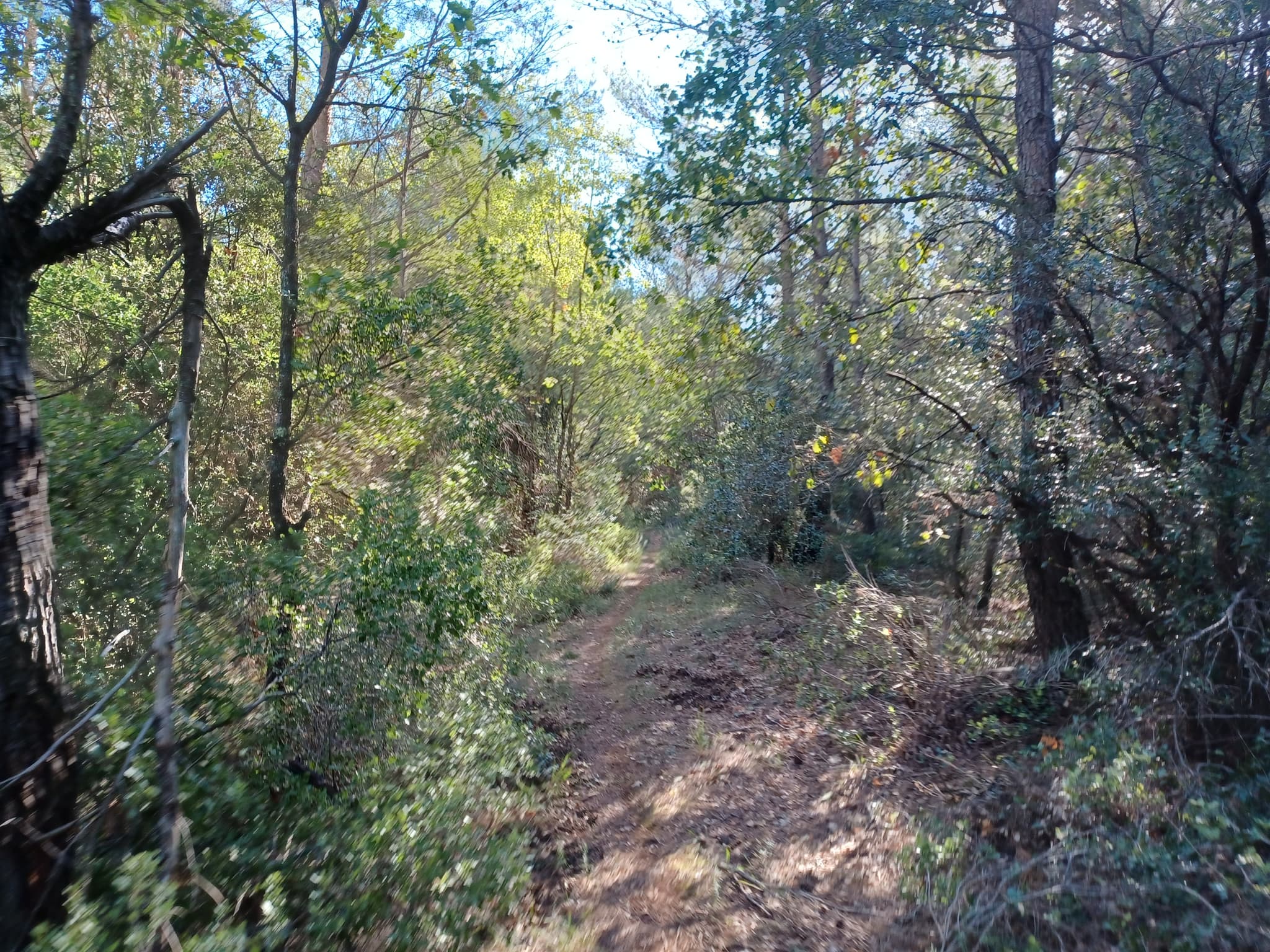 Le bois de la Lare
