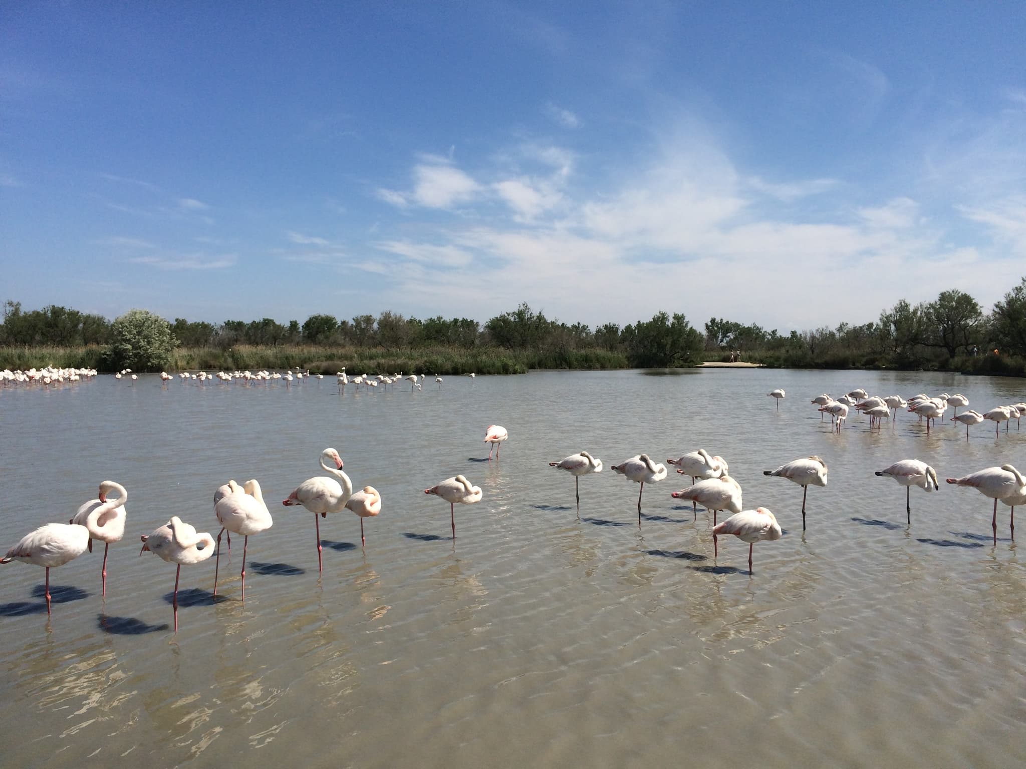 Flamands roses à 20 km environ,