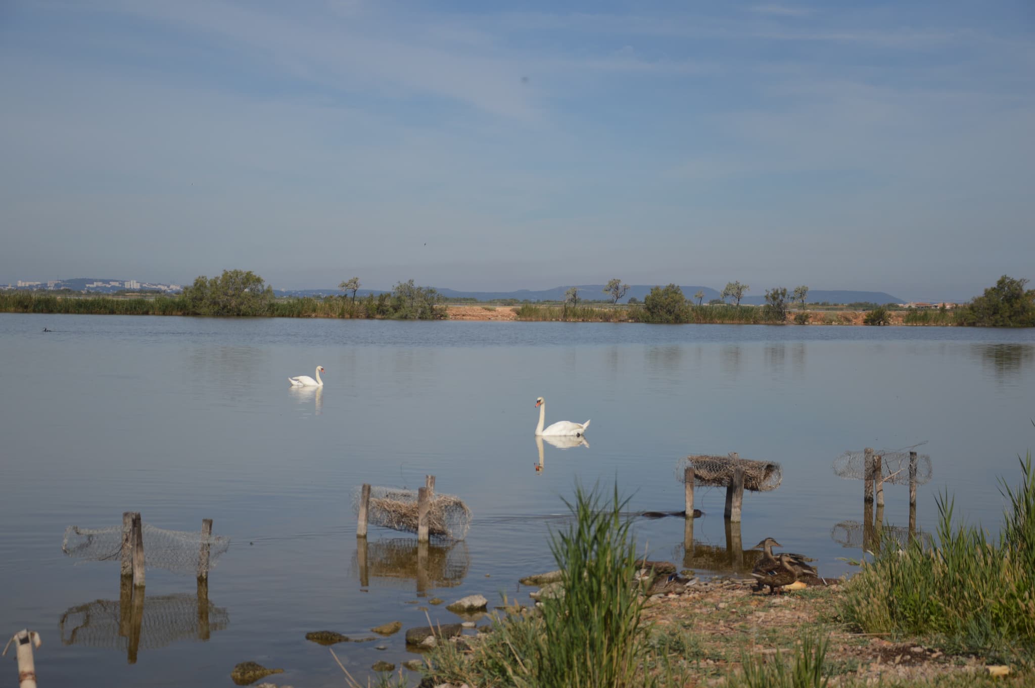 Au bord de l'étang de Bolmon