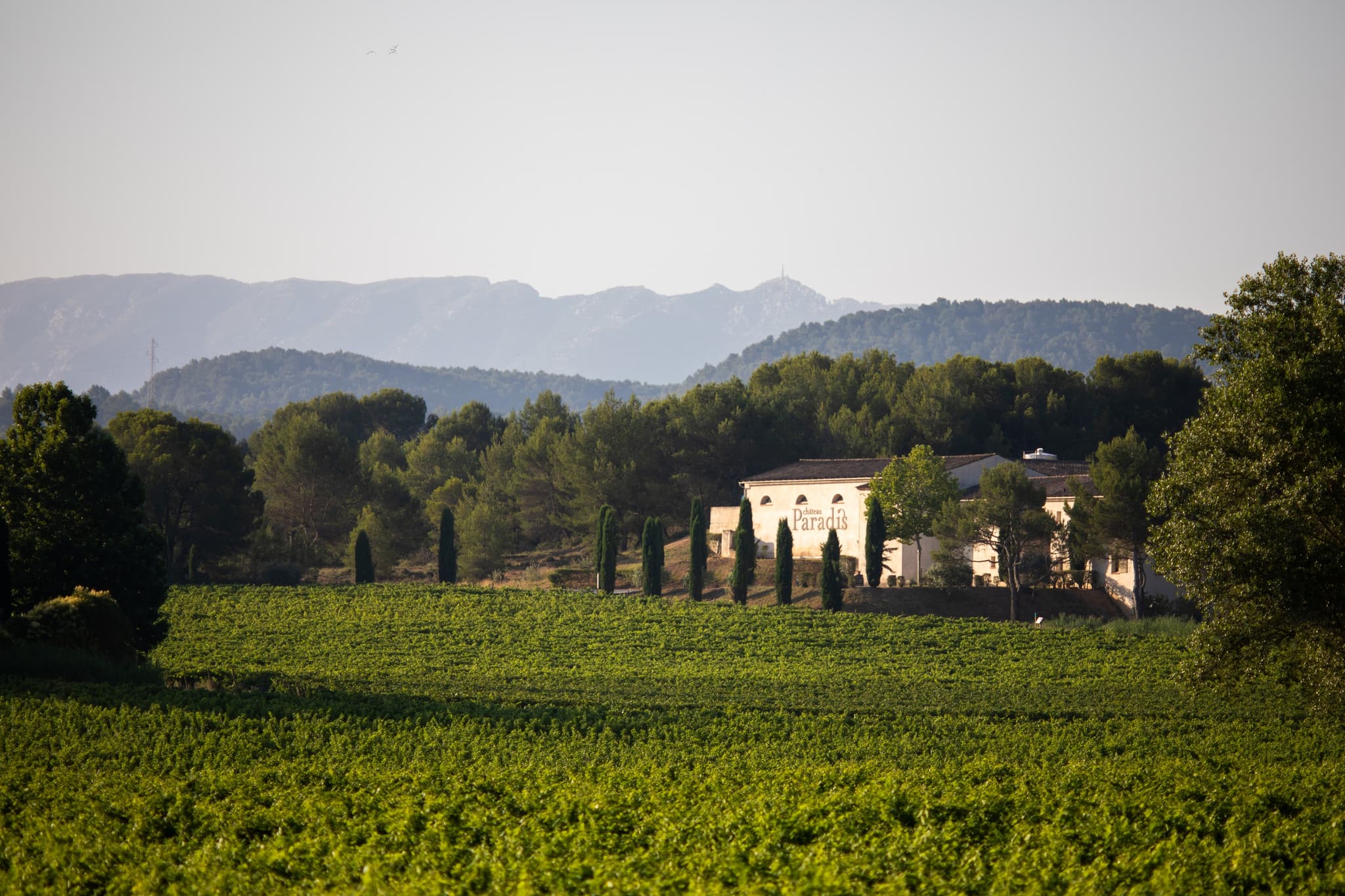 Château Paradis_Le Puy-Sainte-Réparade