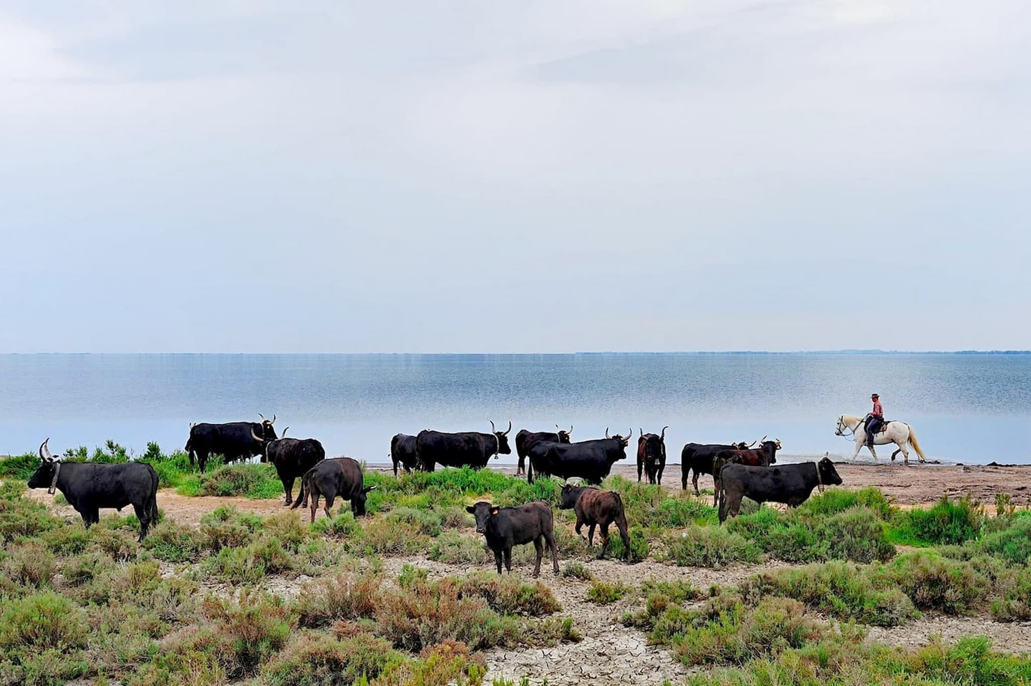 Domaine_de_mejanes_camargue