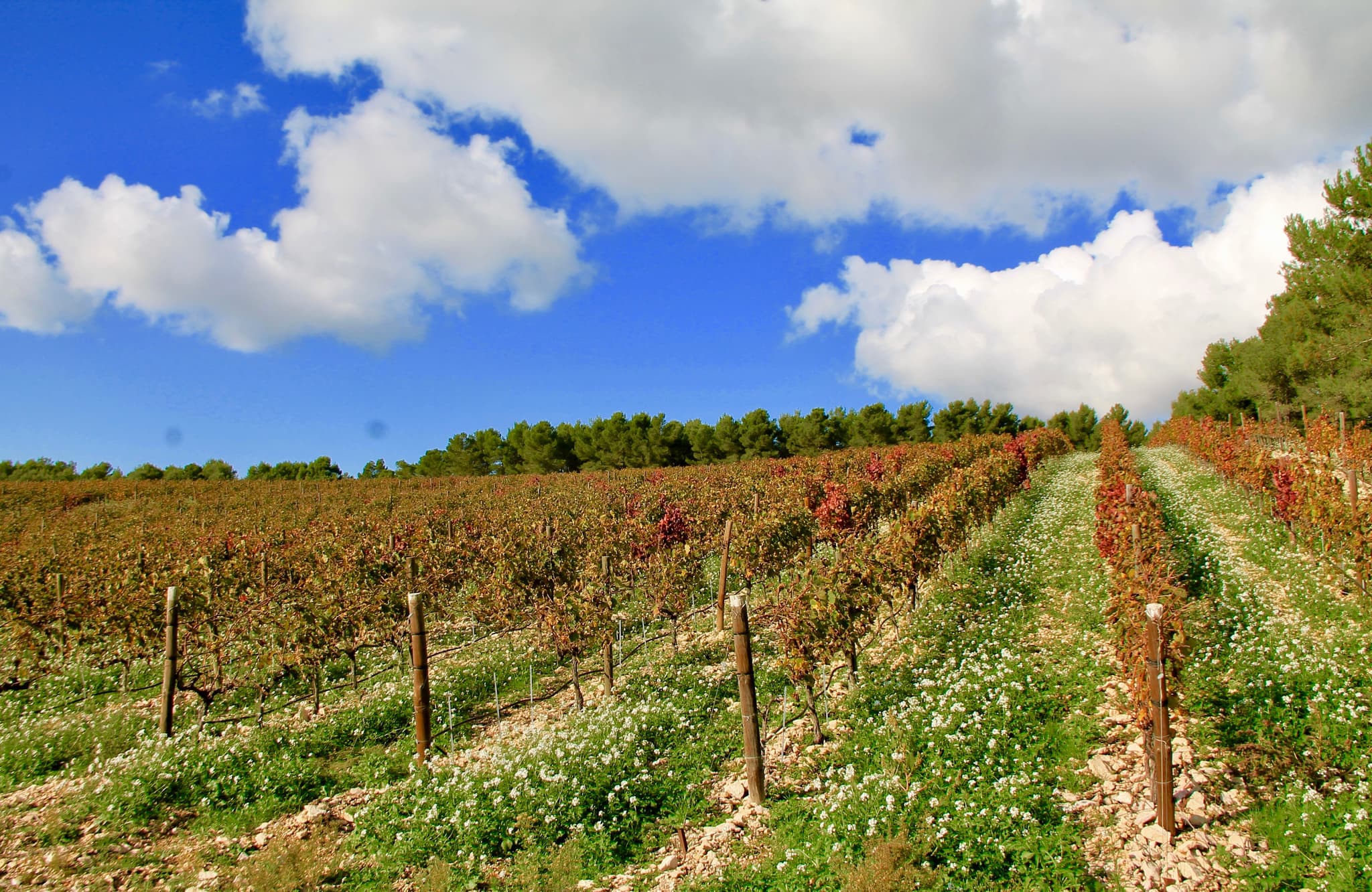 Domaine de L'Olibaou