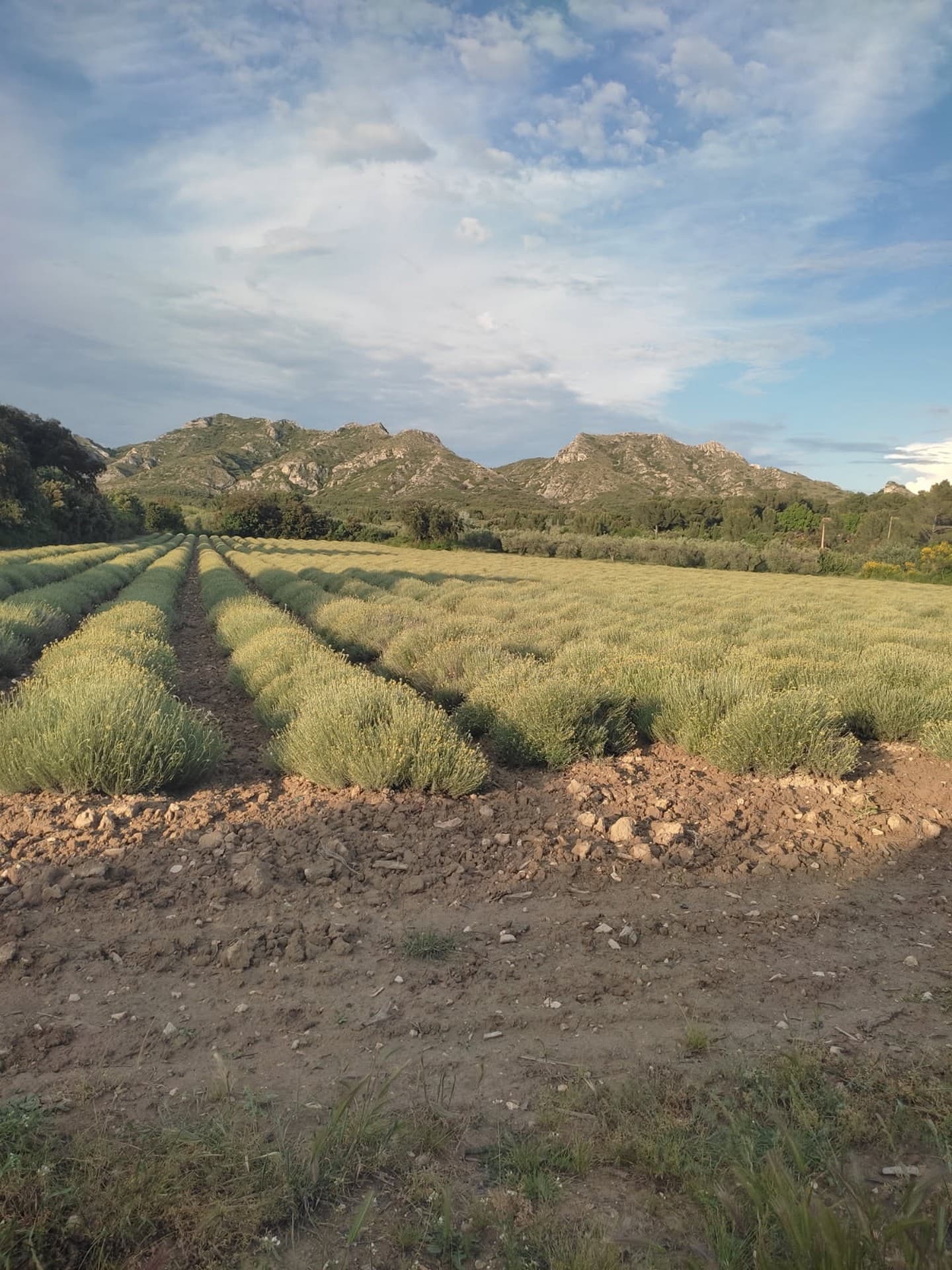 Producteur de lavandes Arom'Alpilles à Maussane-les-Alpilles Champ de lavande en bas d'une montagne