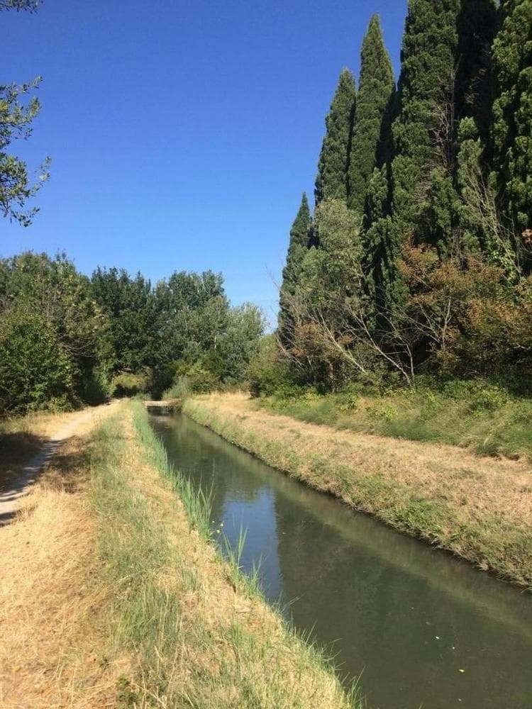 Le Cèdre