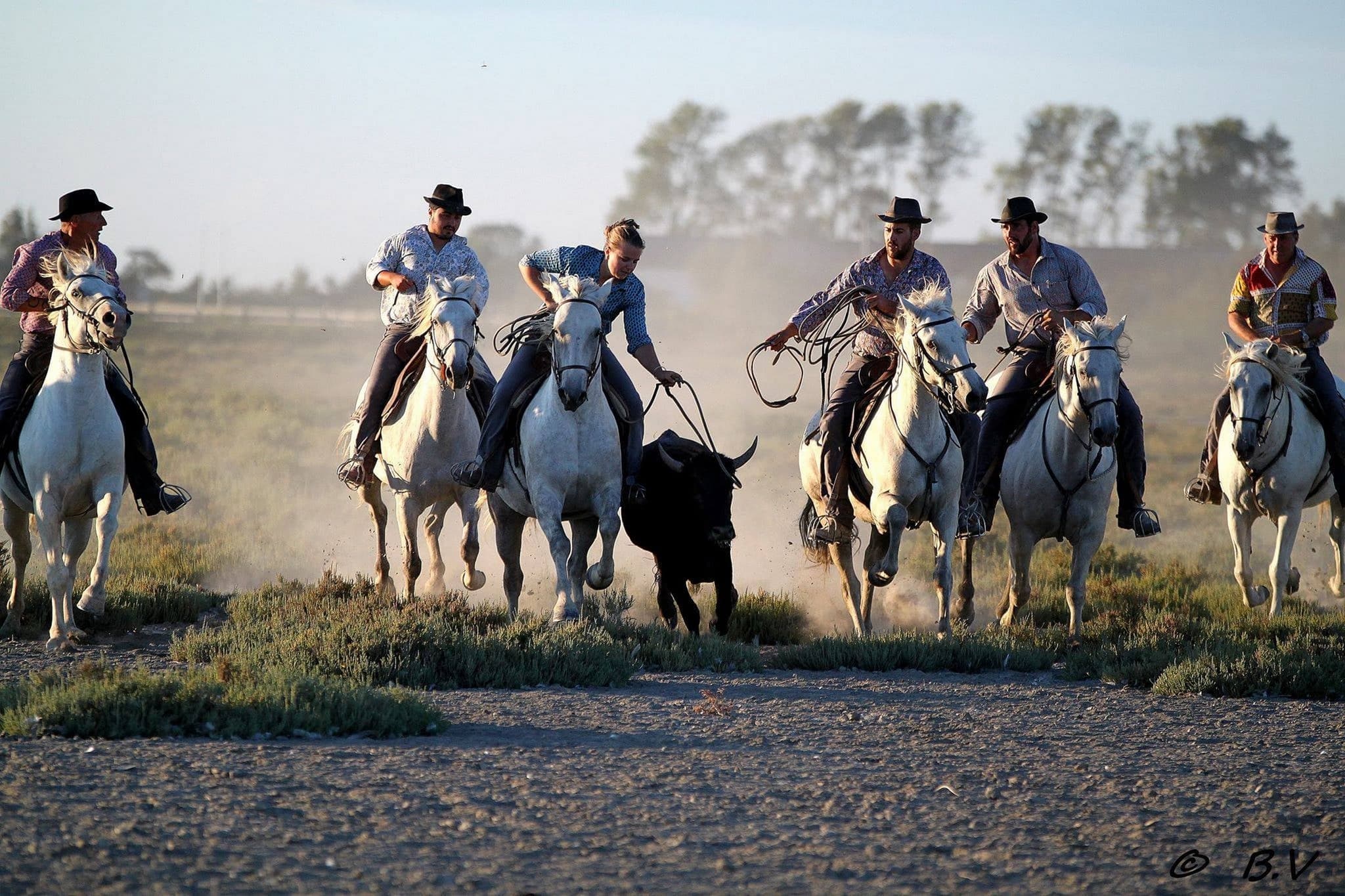 Domaine_de_mejanes_chevaux_taureaux