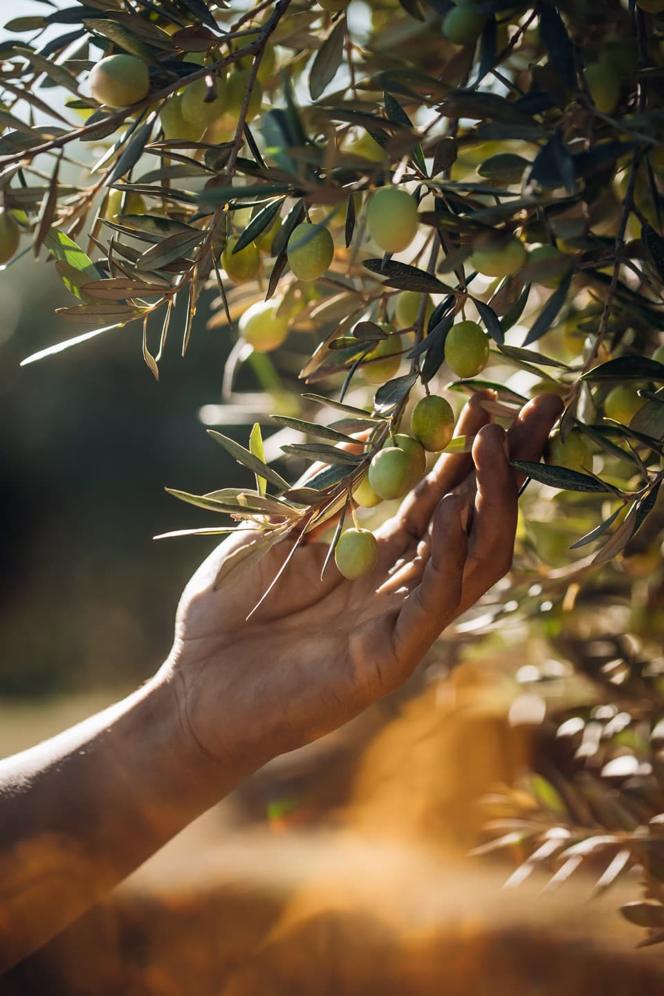Château d'Estoublon