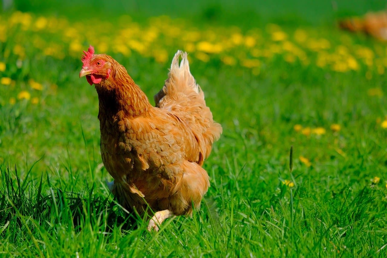 Les Poulettes de Bazaine