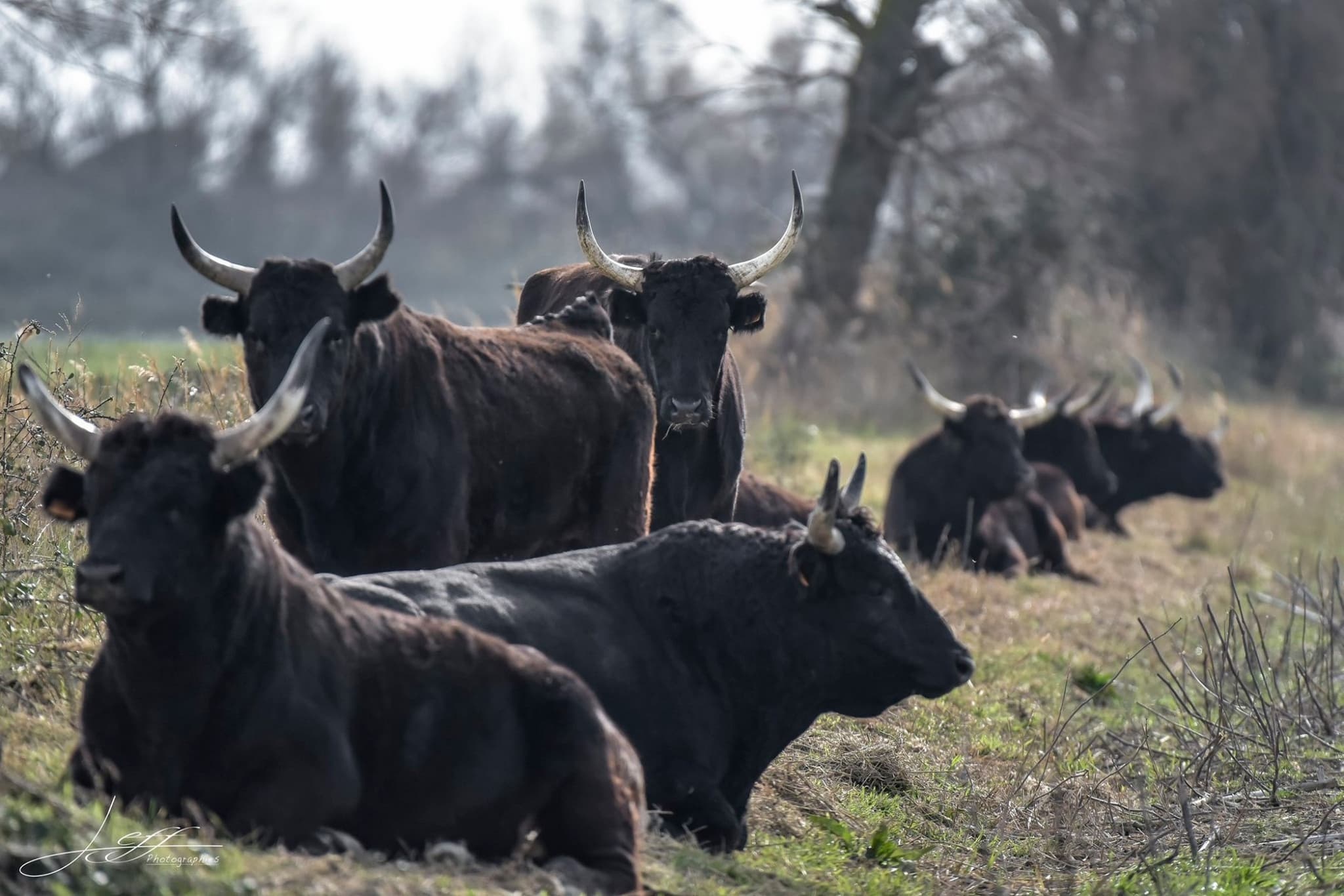 Domaine_de_mejanes_groupe_de_taureaux