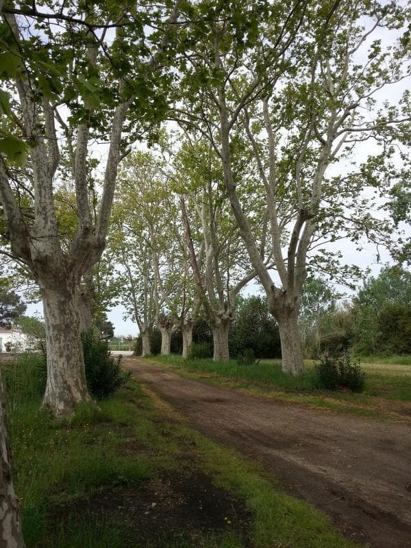 La Vigne