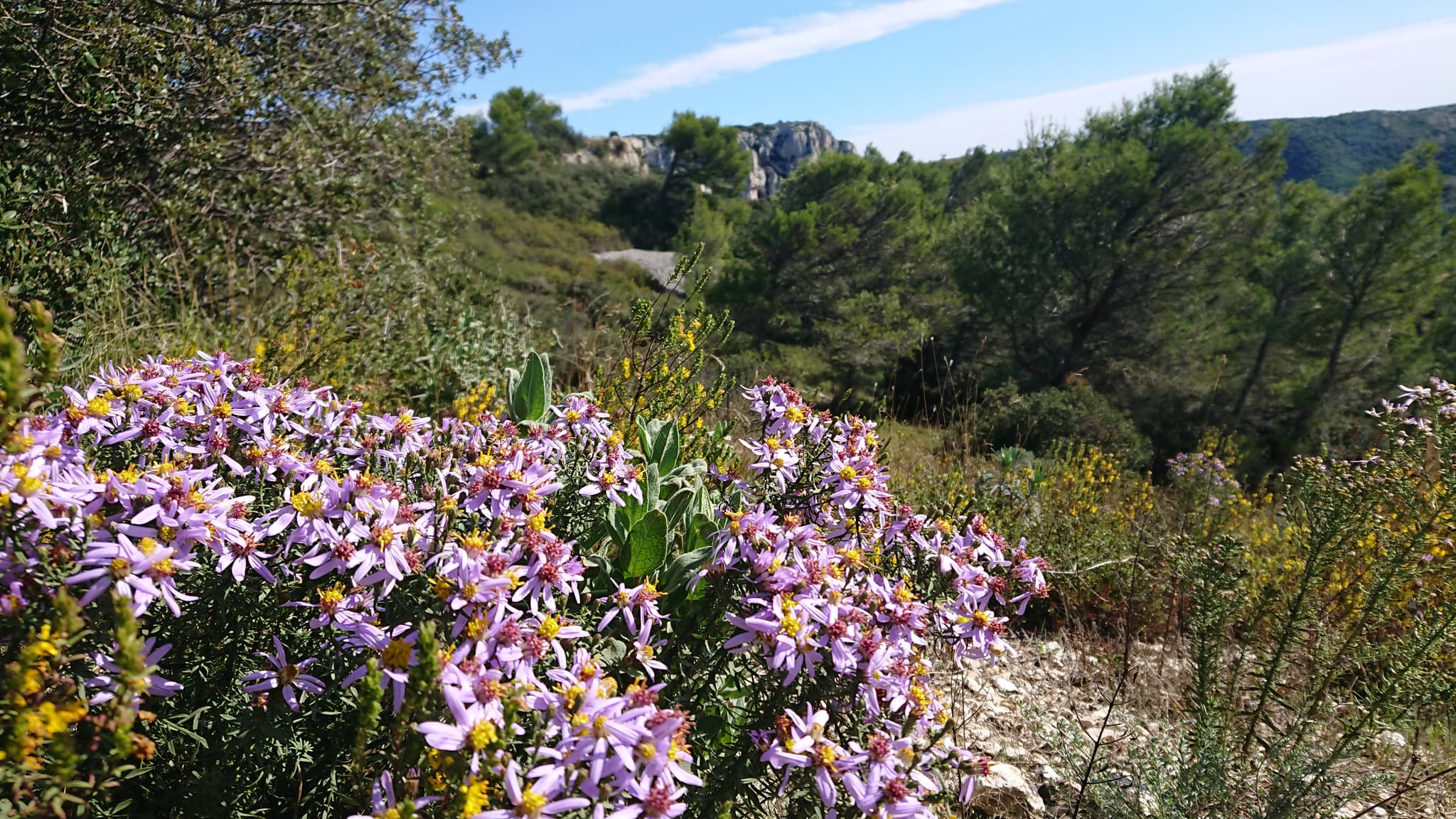 Les Alpilles