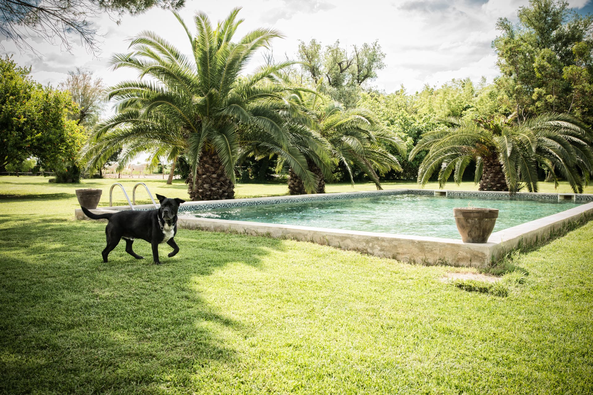 Jardin piscine
