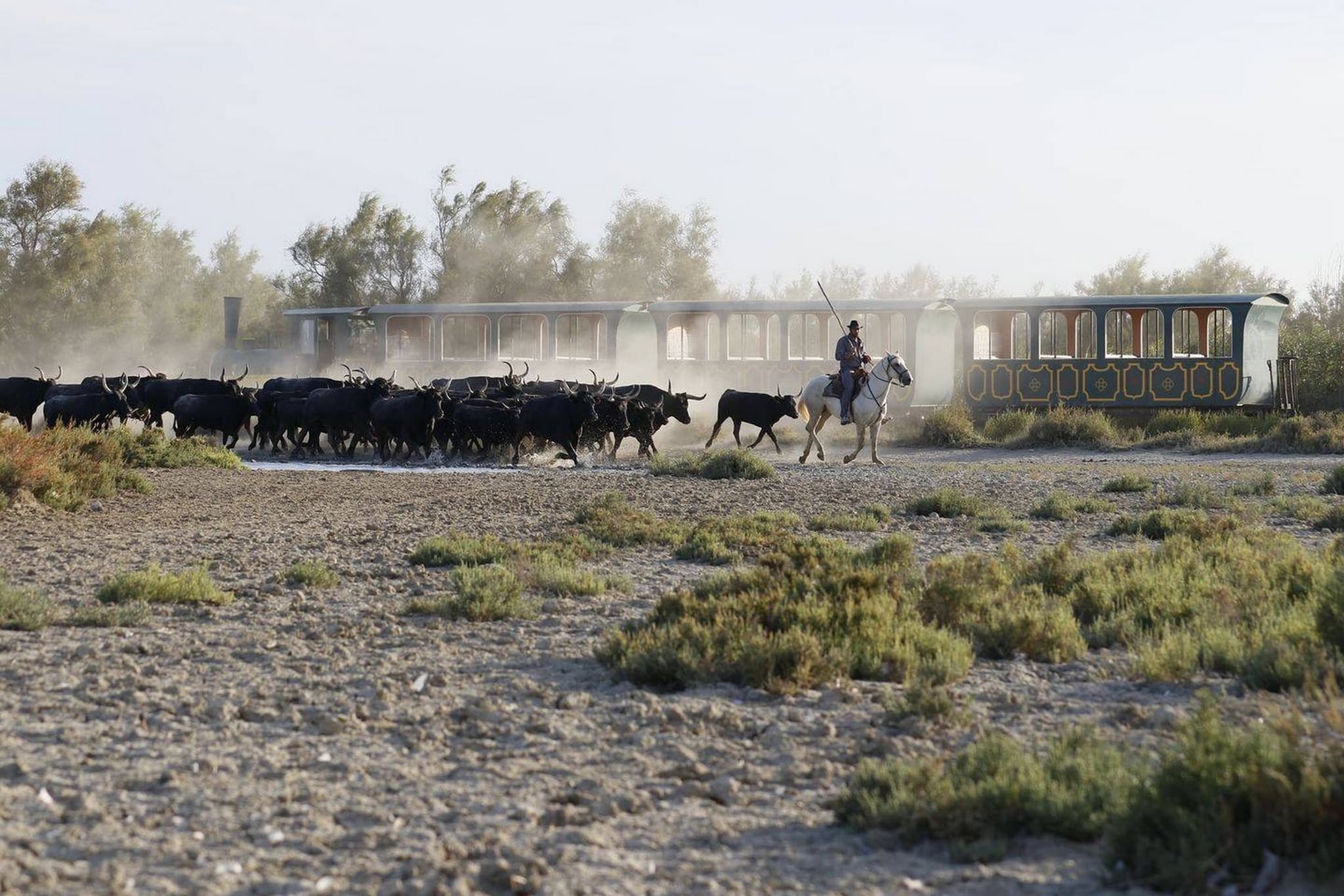 Domaine_de_mejanes_taureaux_cheval