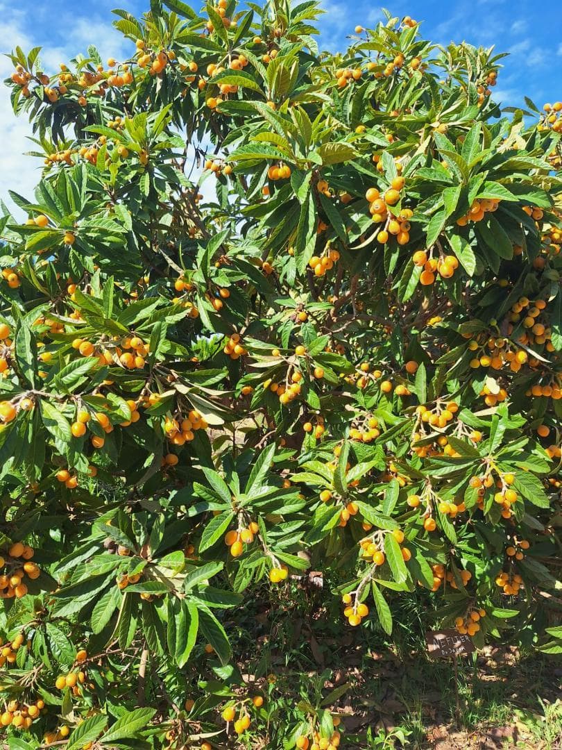 Mas des Figues