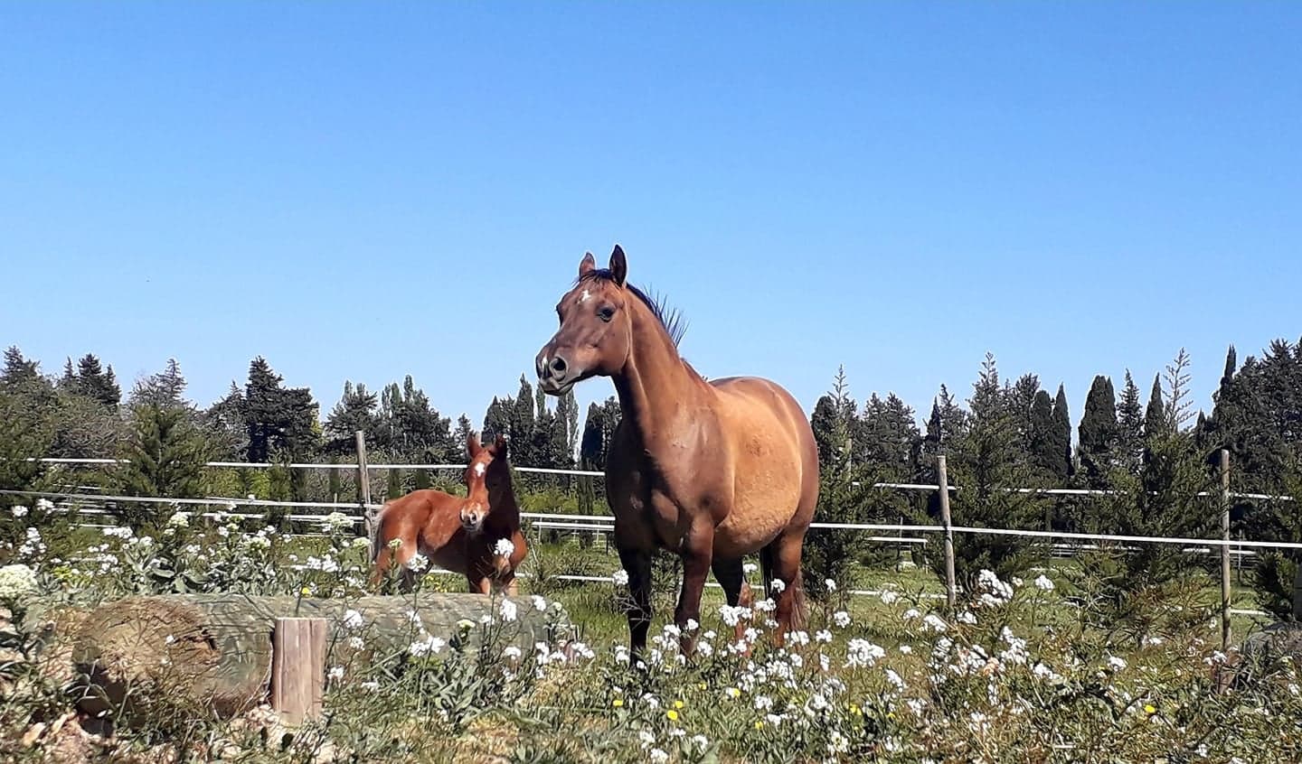 JC Ranch