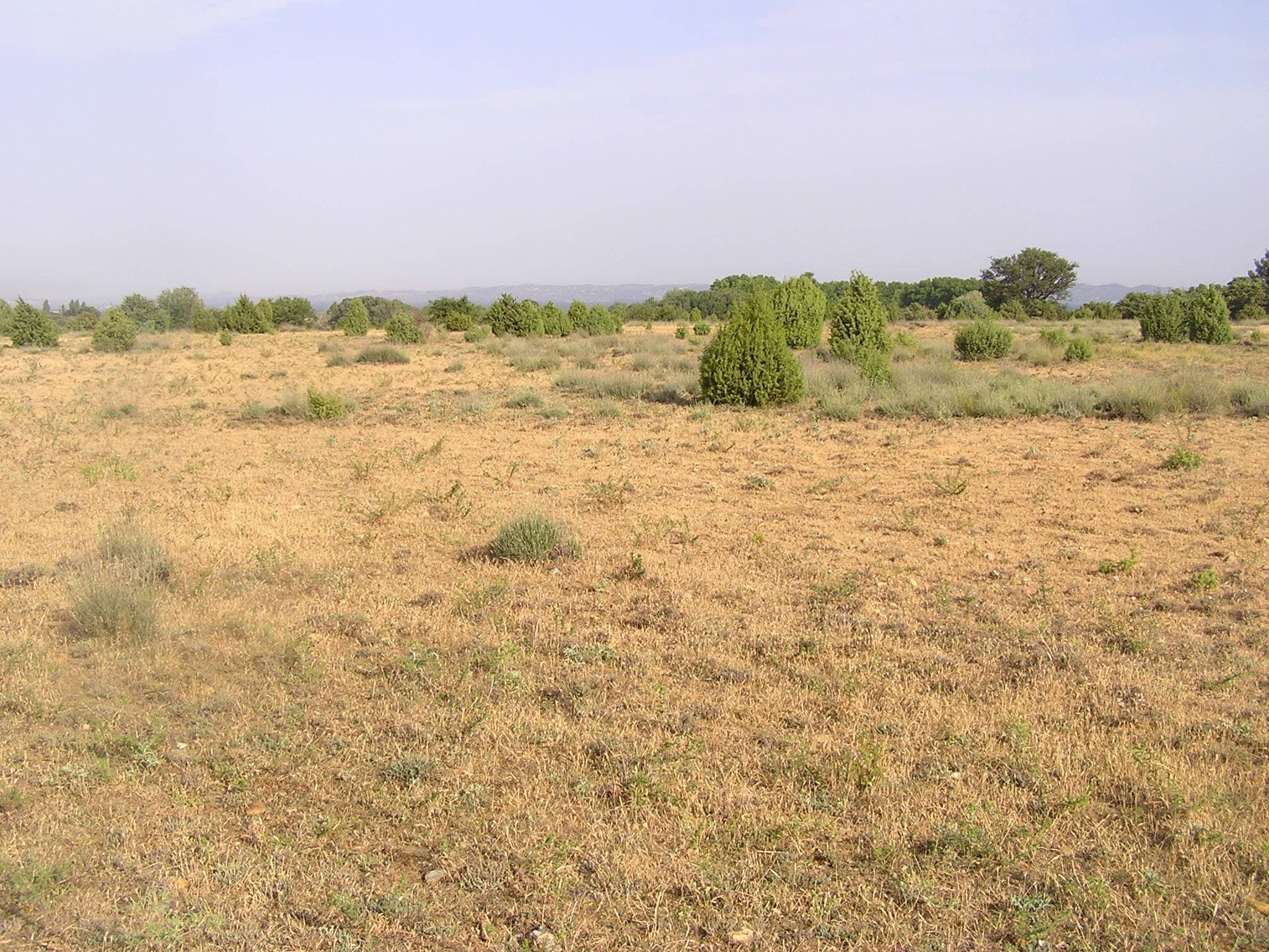 Balade naturaliste : Histoire et écologie de la Petite Crau_Saint-Rémy-de-Provence