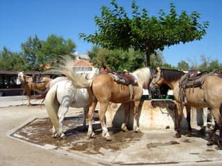 Boumian/Palomino
