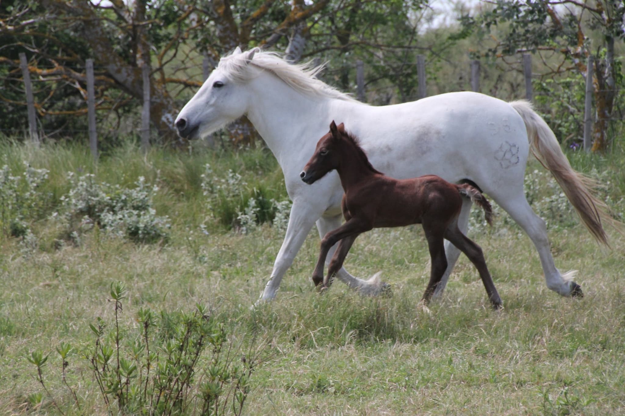 Découverte d'une manade de chevaux de race Camargue_Saintes-Maries-de-la-Mer