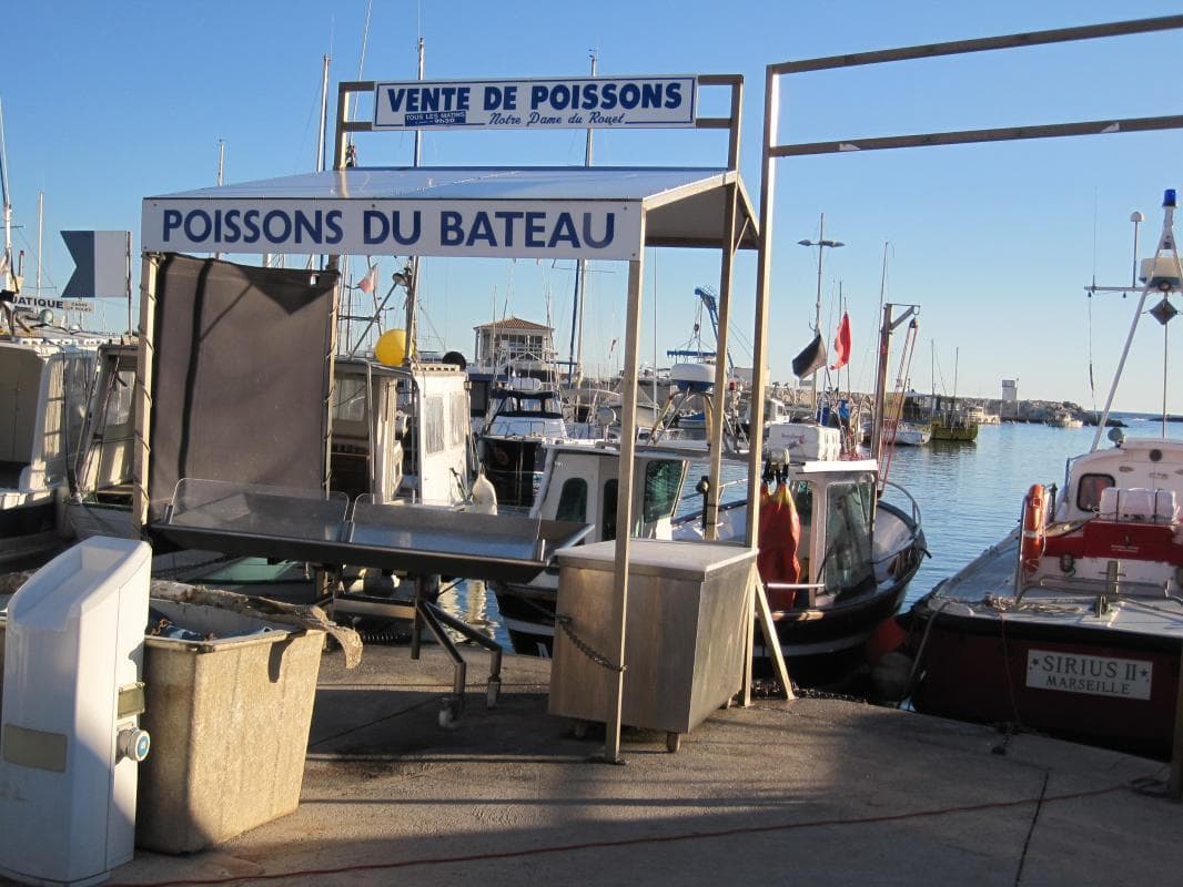 Le Margouillat
