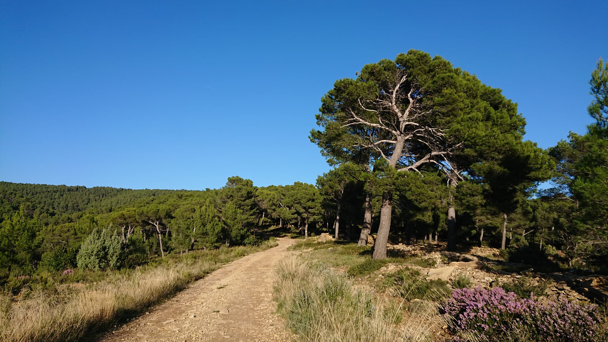 Forêt de Fontblanche
