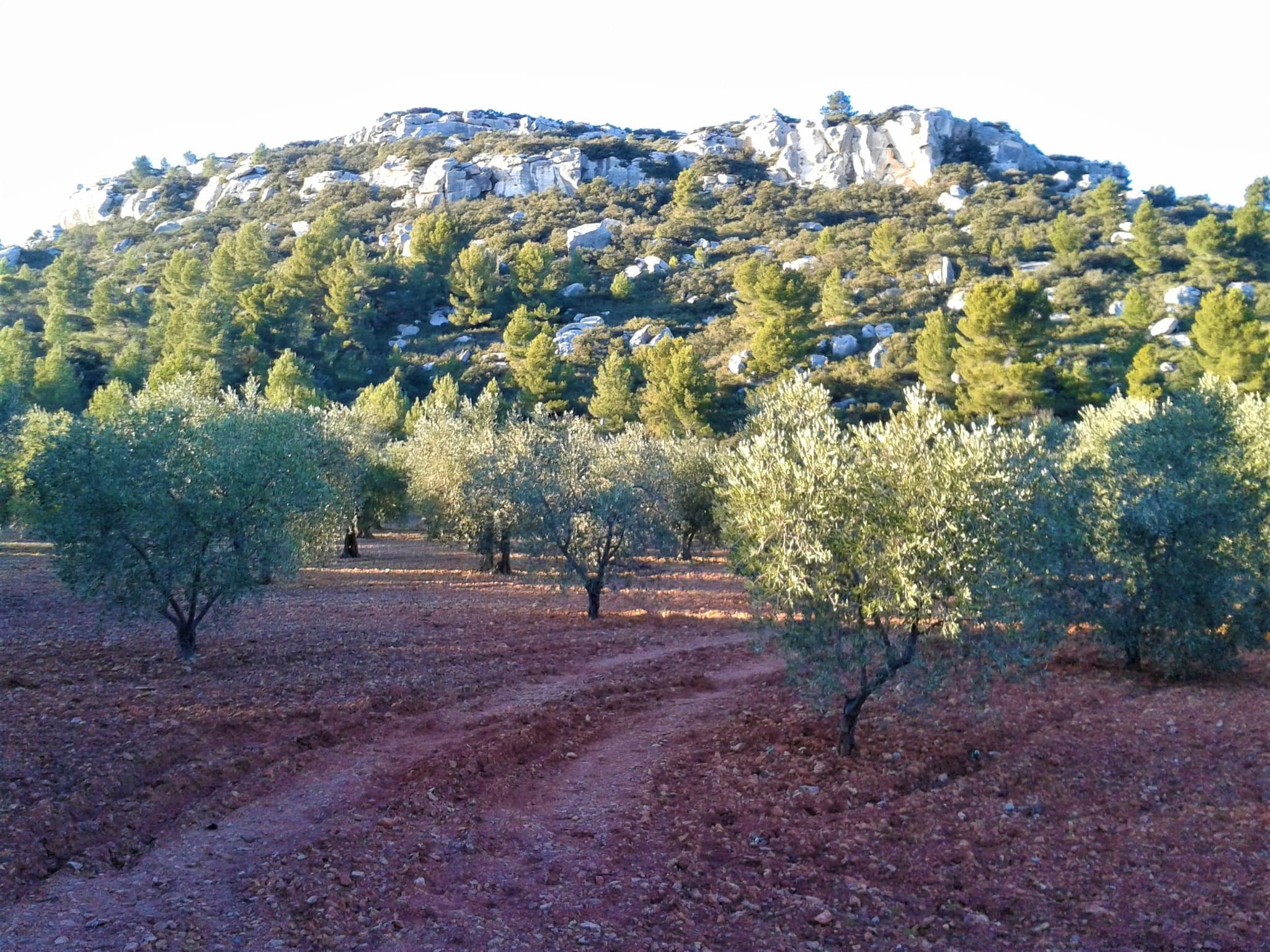 MAUSSANE-LES-ALPILLES - Vers les Baux-de-Provence