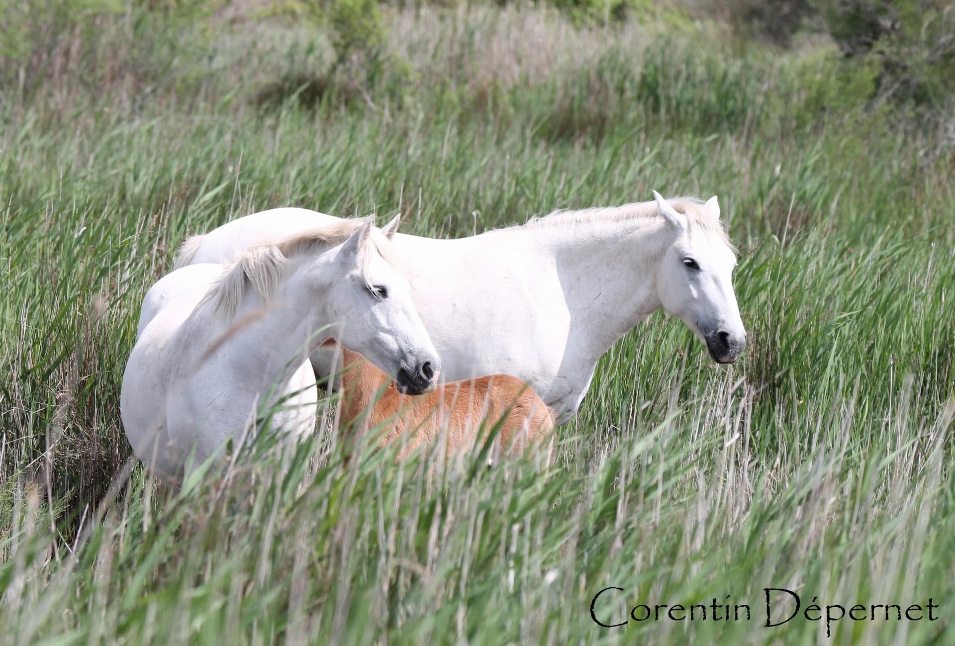 Camargue Alpilles Safari