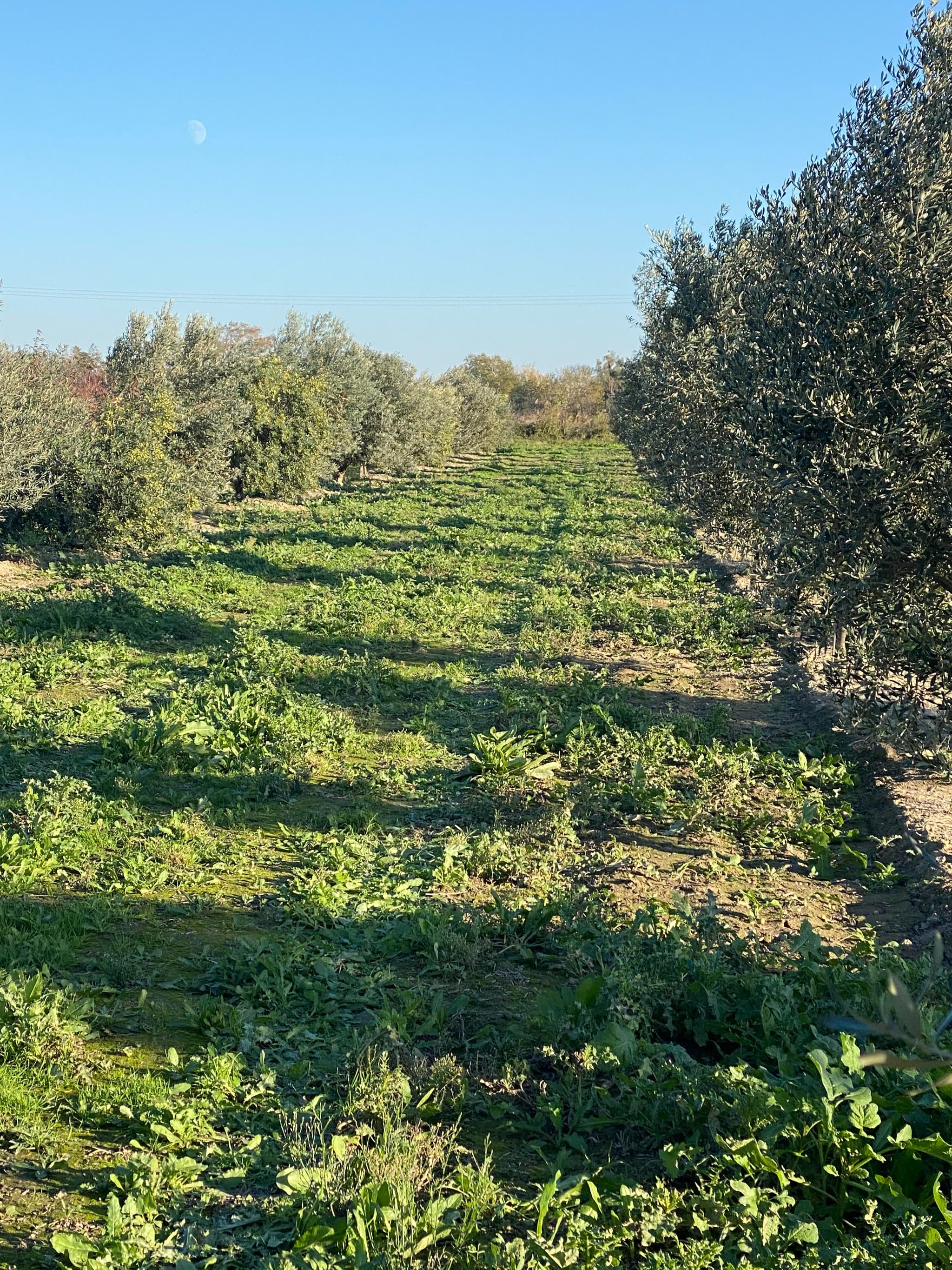 Domaine Vey_Arles