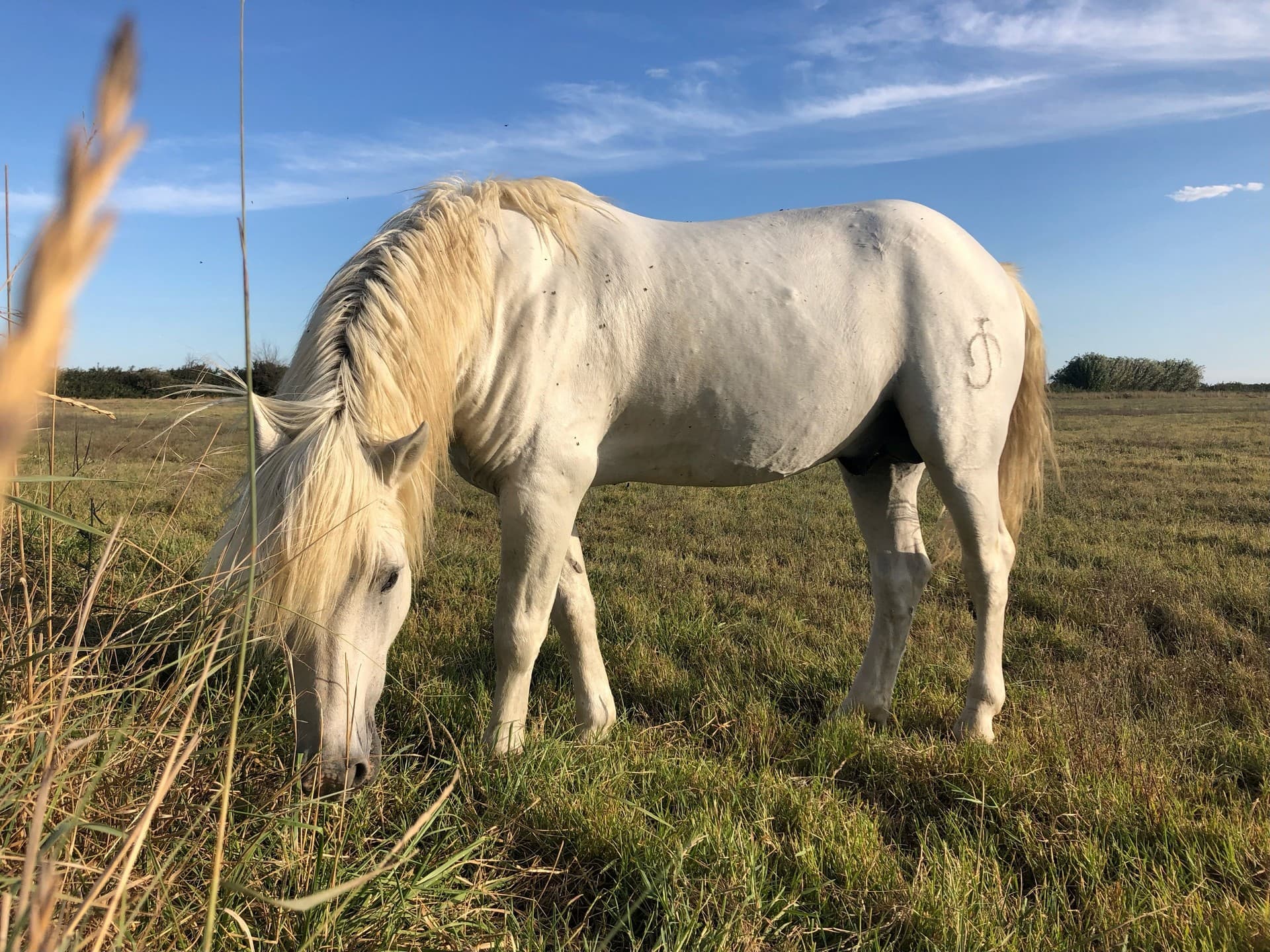Camargue Alpilles Safari