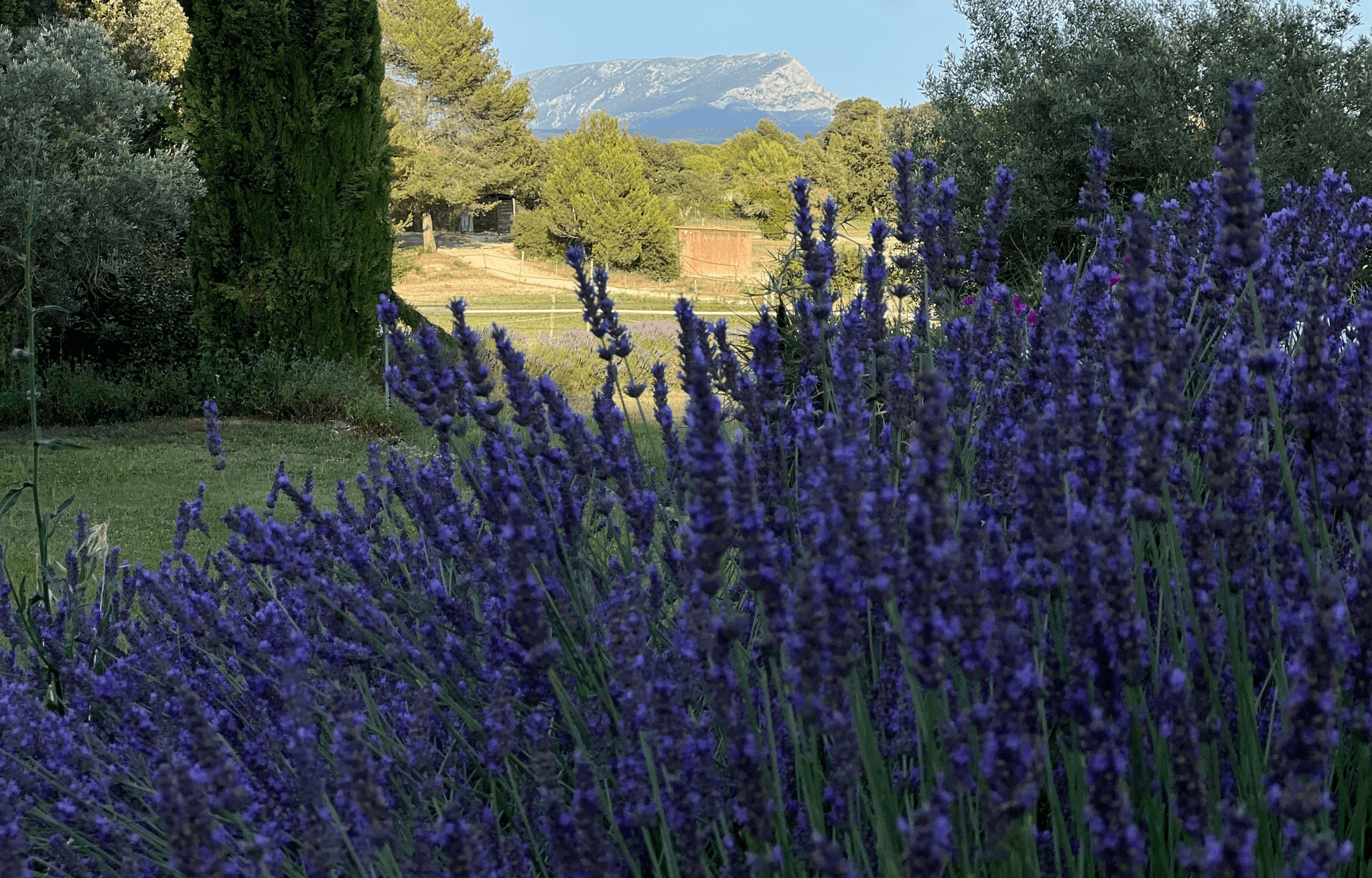Lavande à La Source
