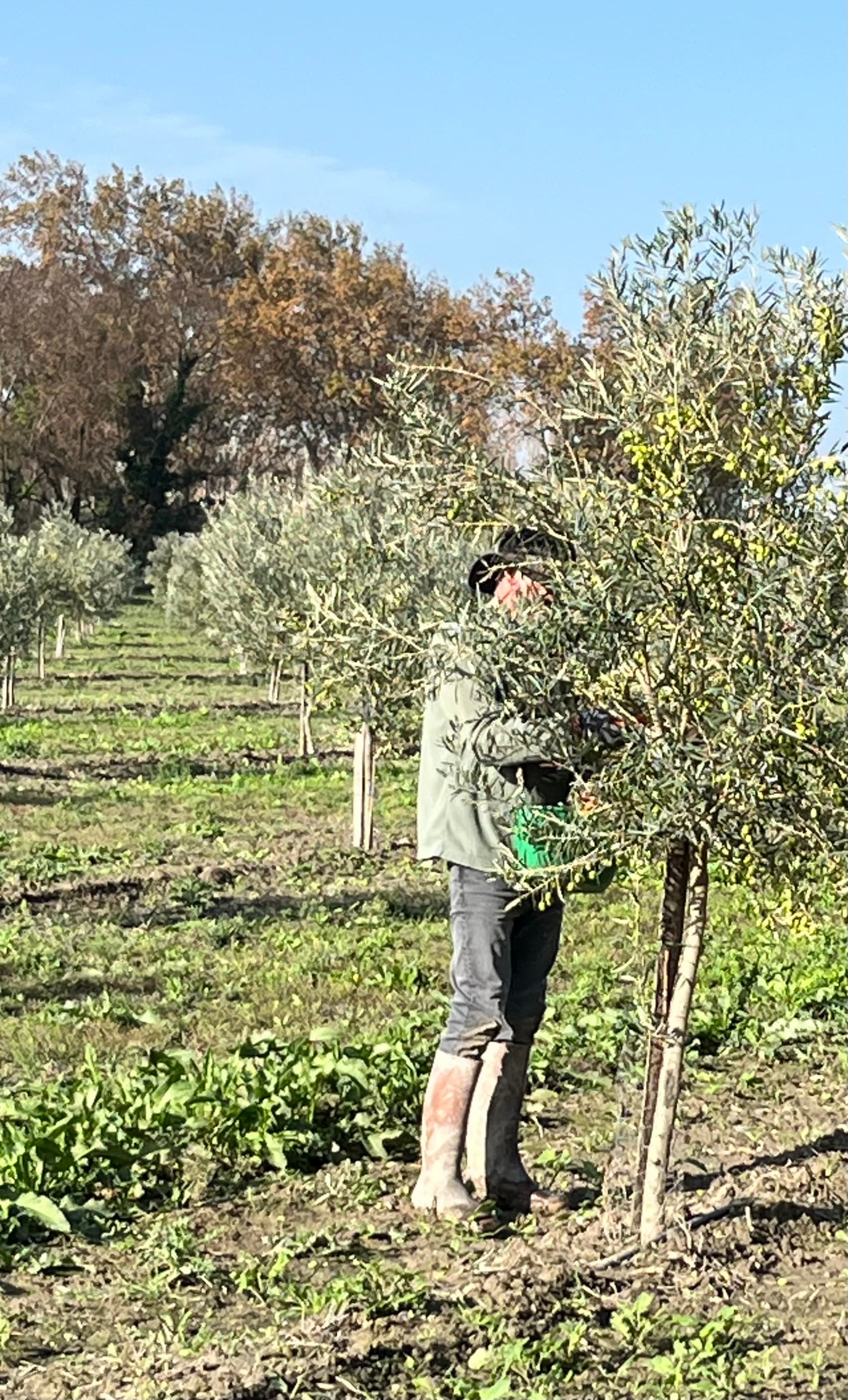 Domaine Vey_Arles