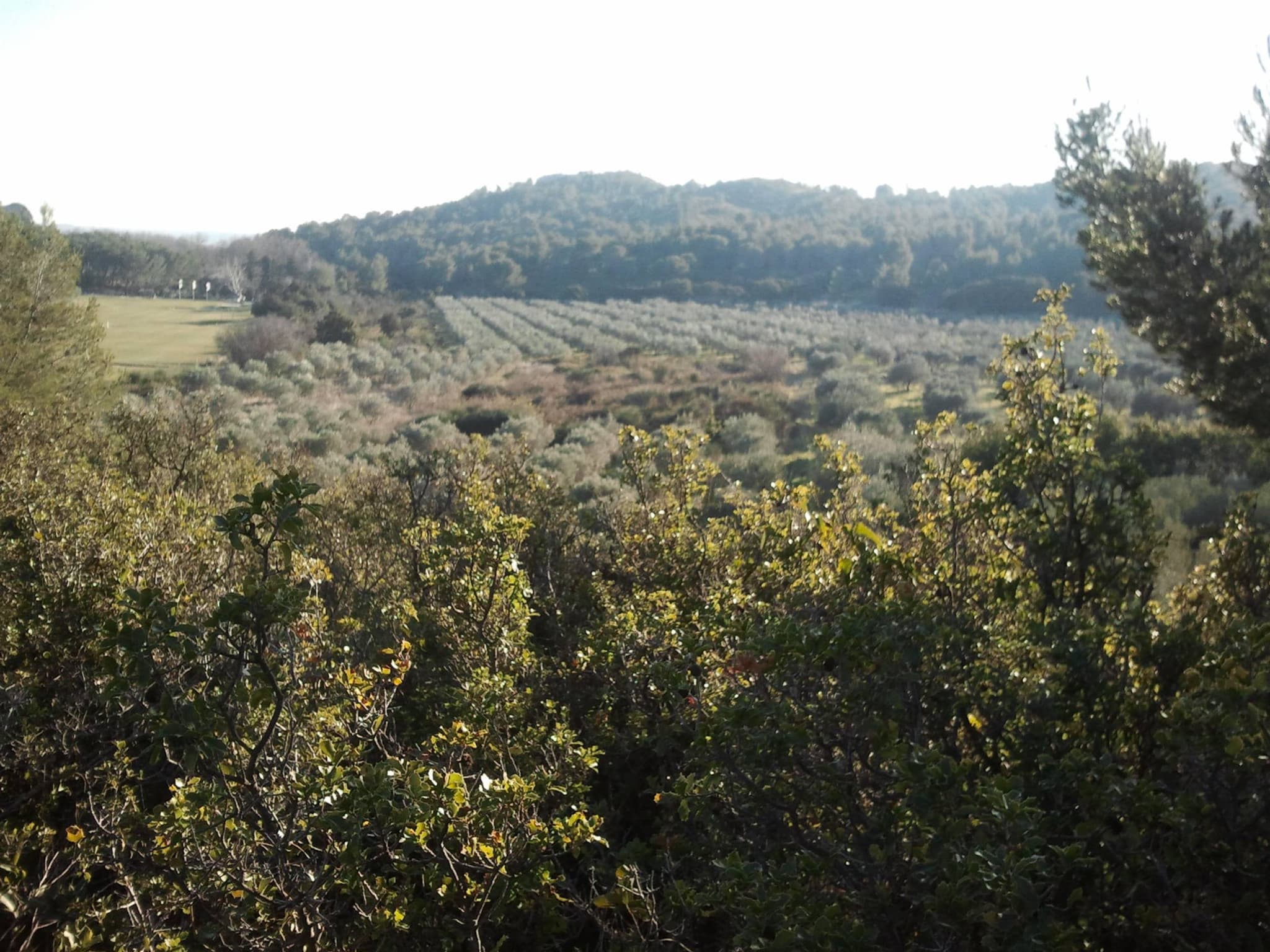 MAUSSANE-LES-ALPILLES - Vers les Baux-de-Provence