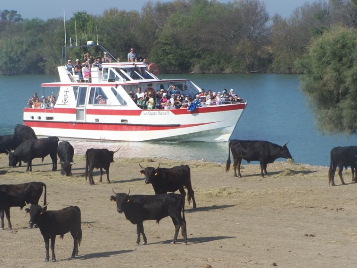 Taureaux de Camargue