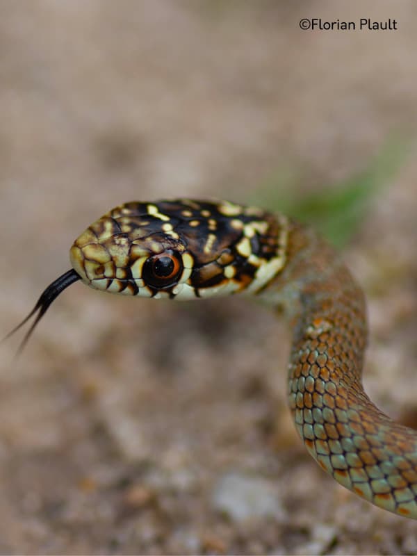 "Atlas des reptiles et des amphibiens de PACA"_Marseille