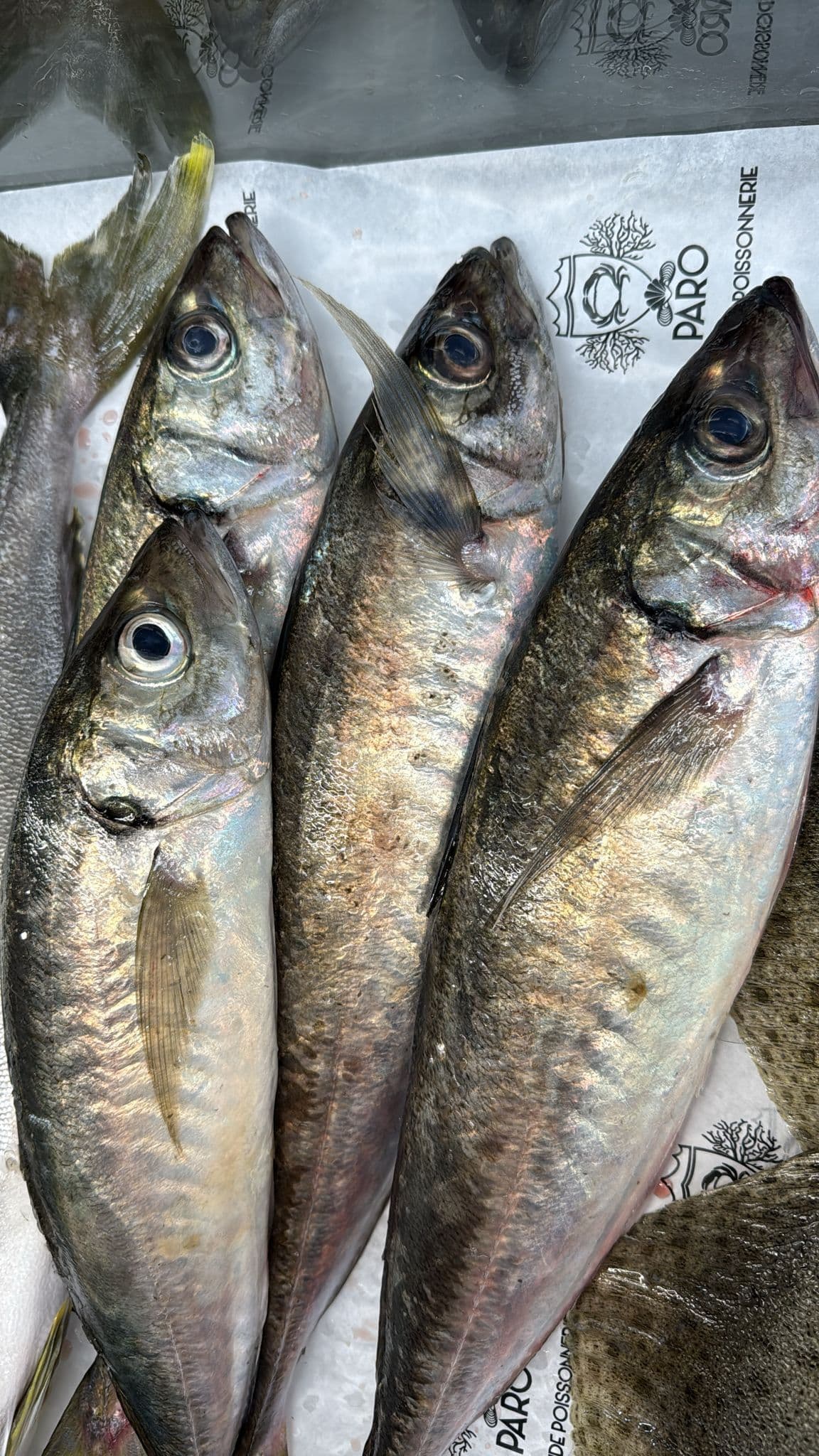 Pêche du jour