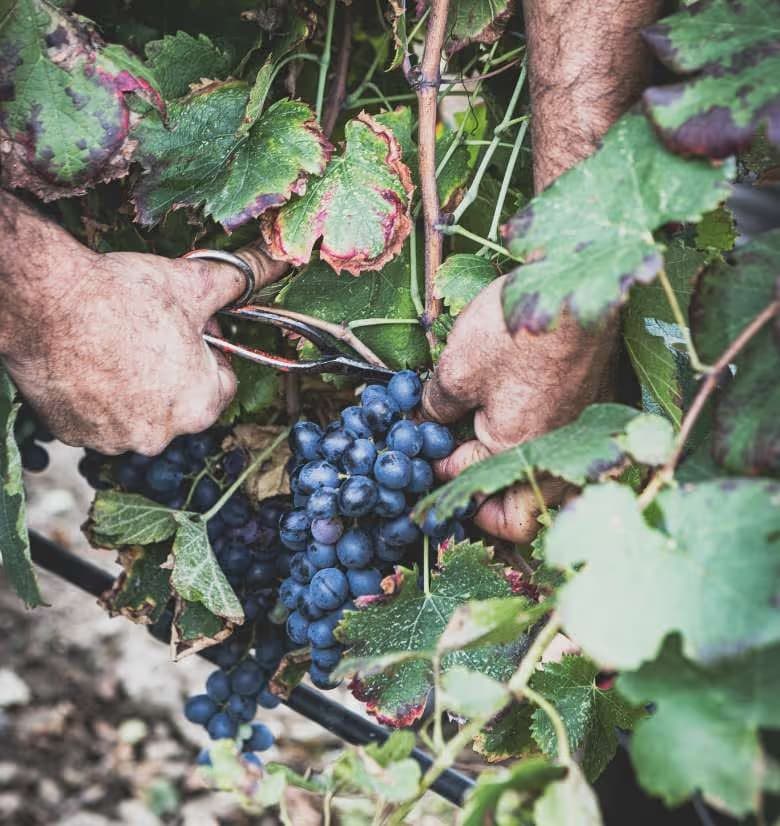 Domaine Éklô_Châteaurenard