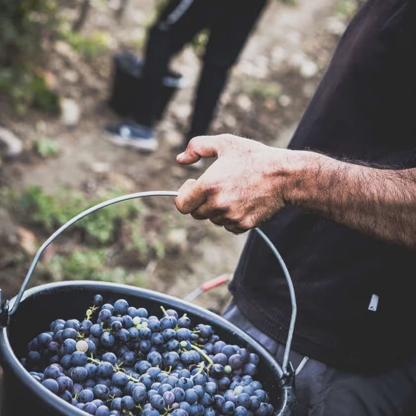 Domaine Éklô_Châteaurenard
