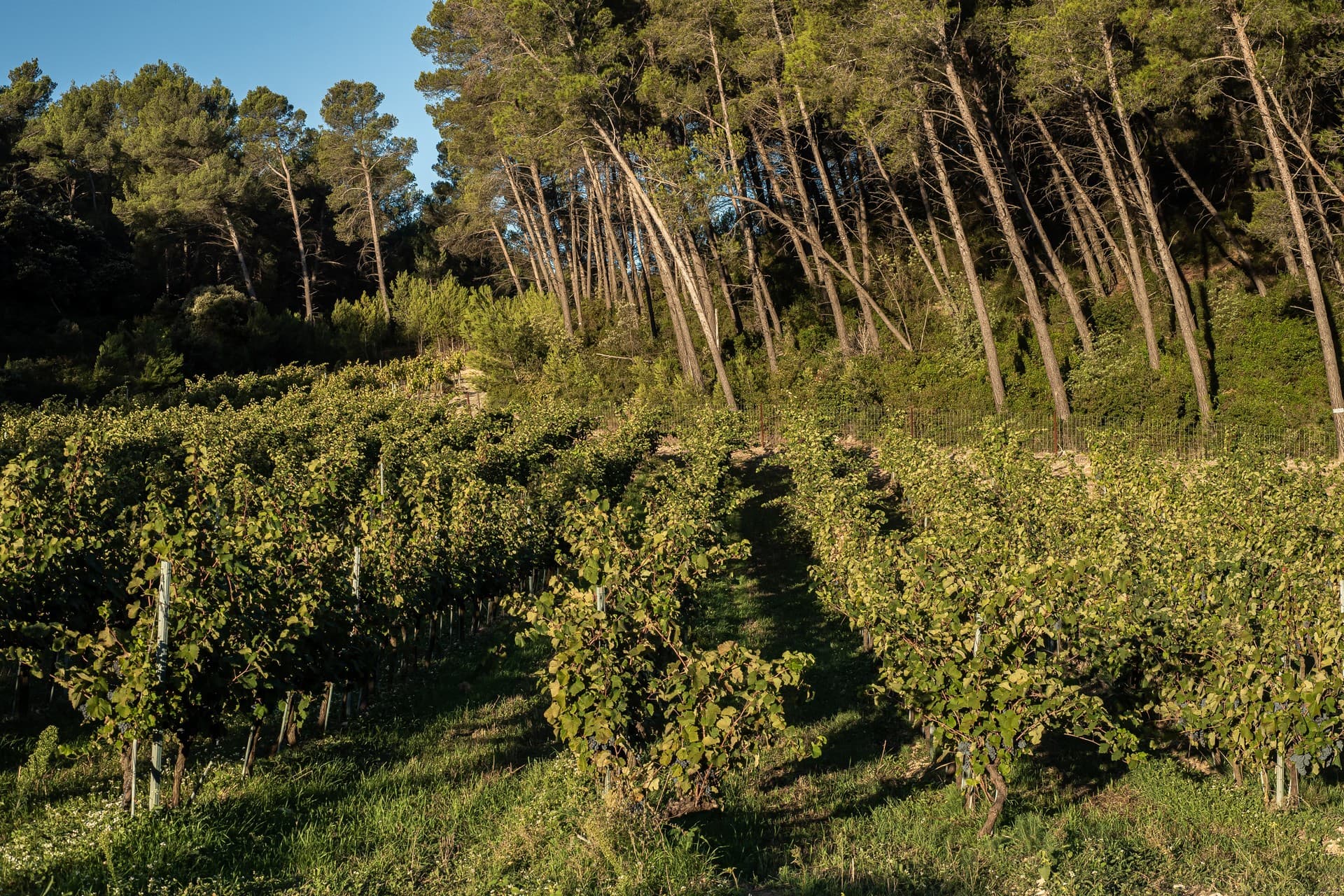 Domaine viticole Dalmeran à Saint-Étienne-du-Grès