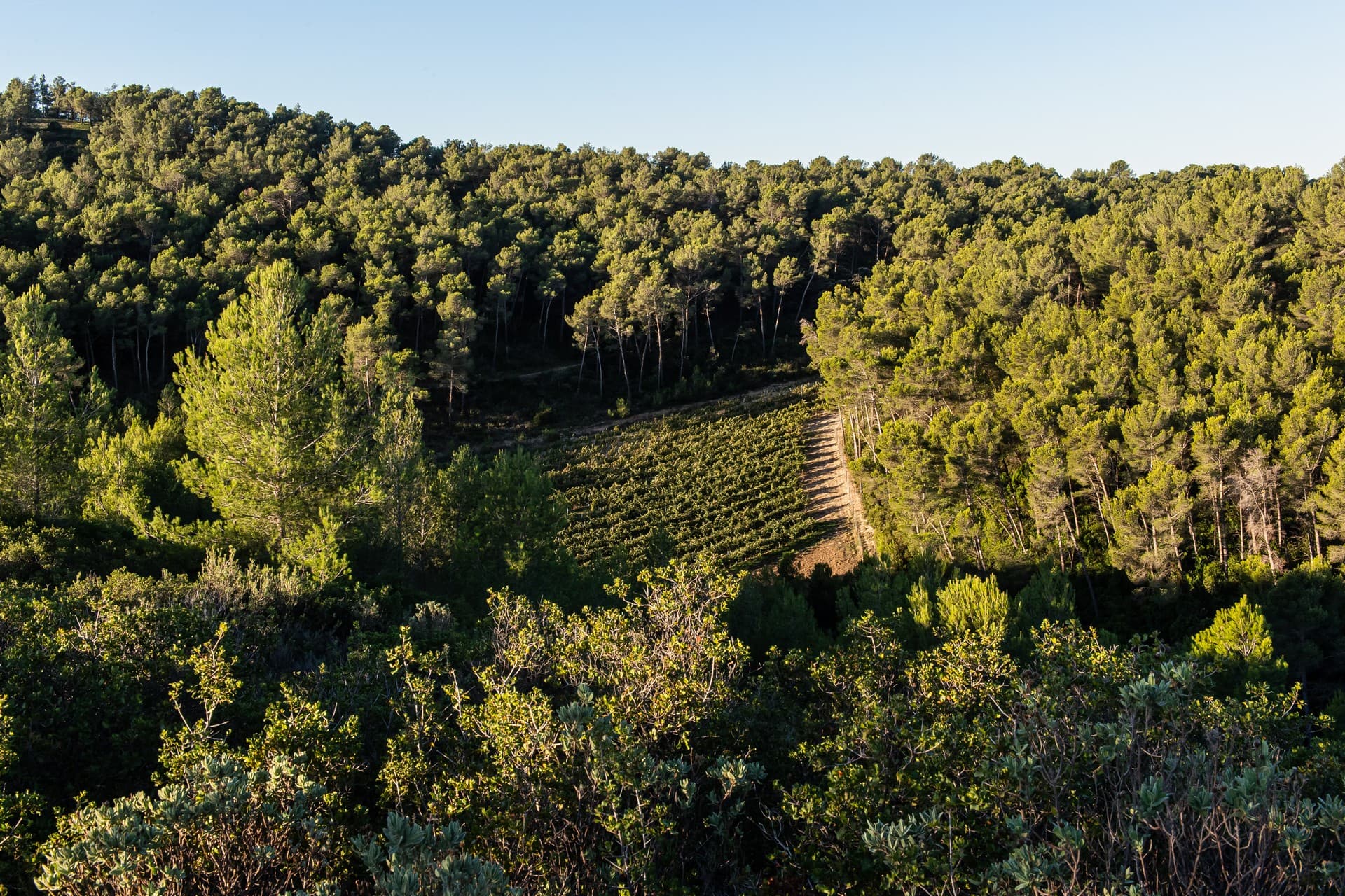 Domaine viticole Dalmeran à Saint-Étienne-du-Grès