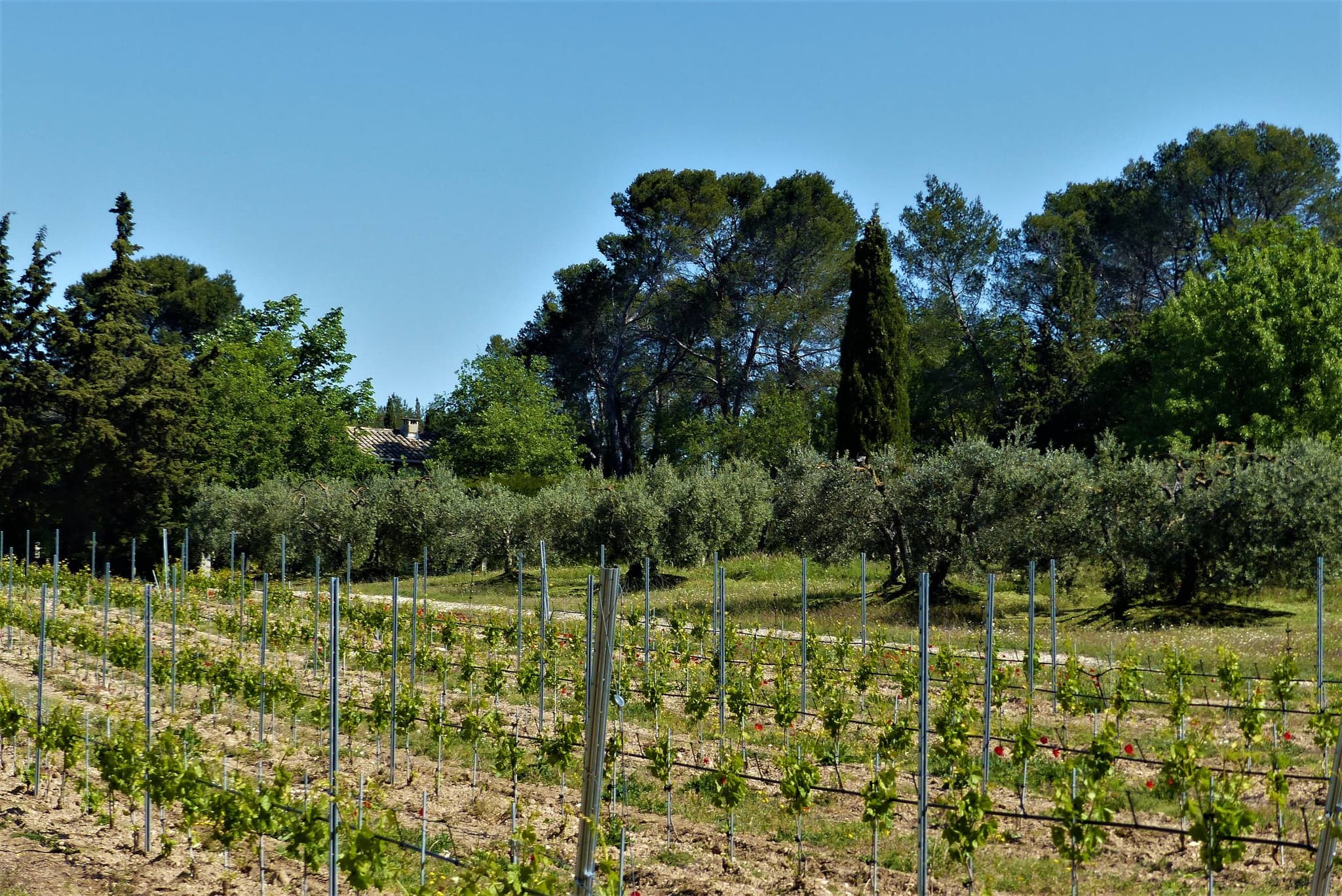 SAINT-RÉMY-DE-PROVENCE - La grosse Galine