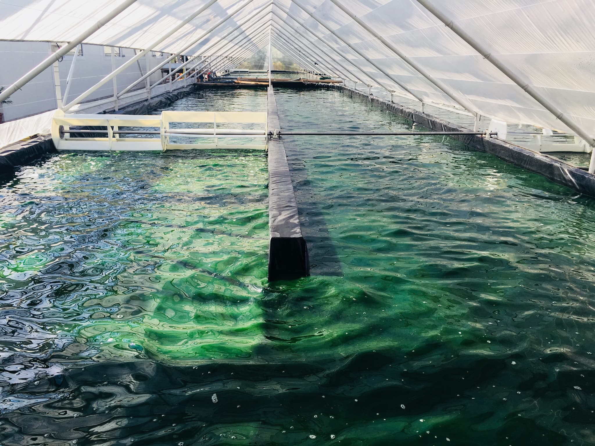 Bassin de spiruline