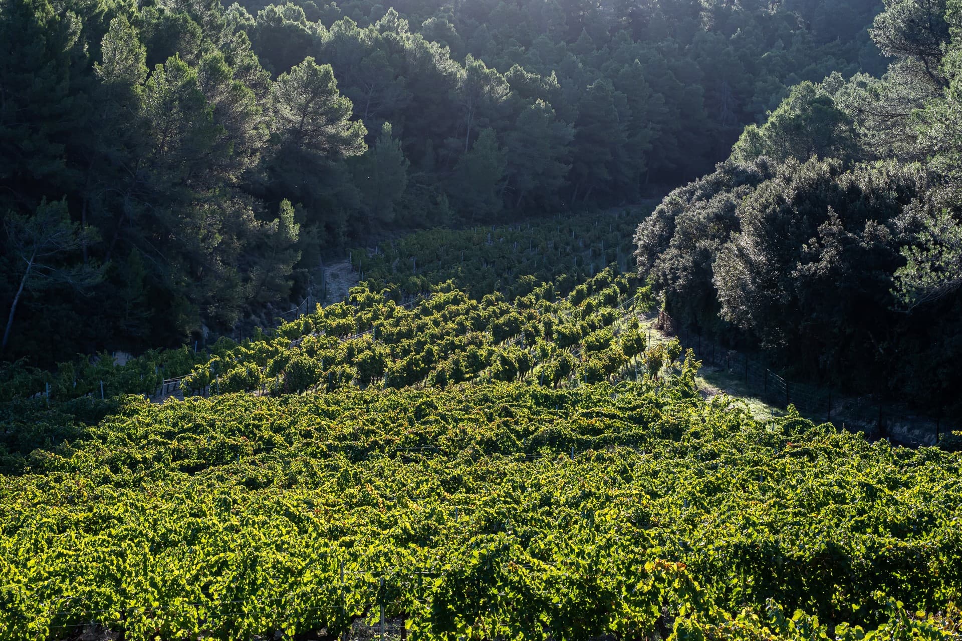 Domaine viticole Dalmeran à Saint-Étienne-du-Grès