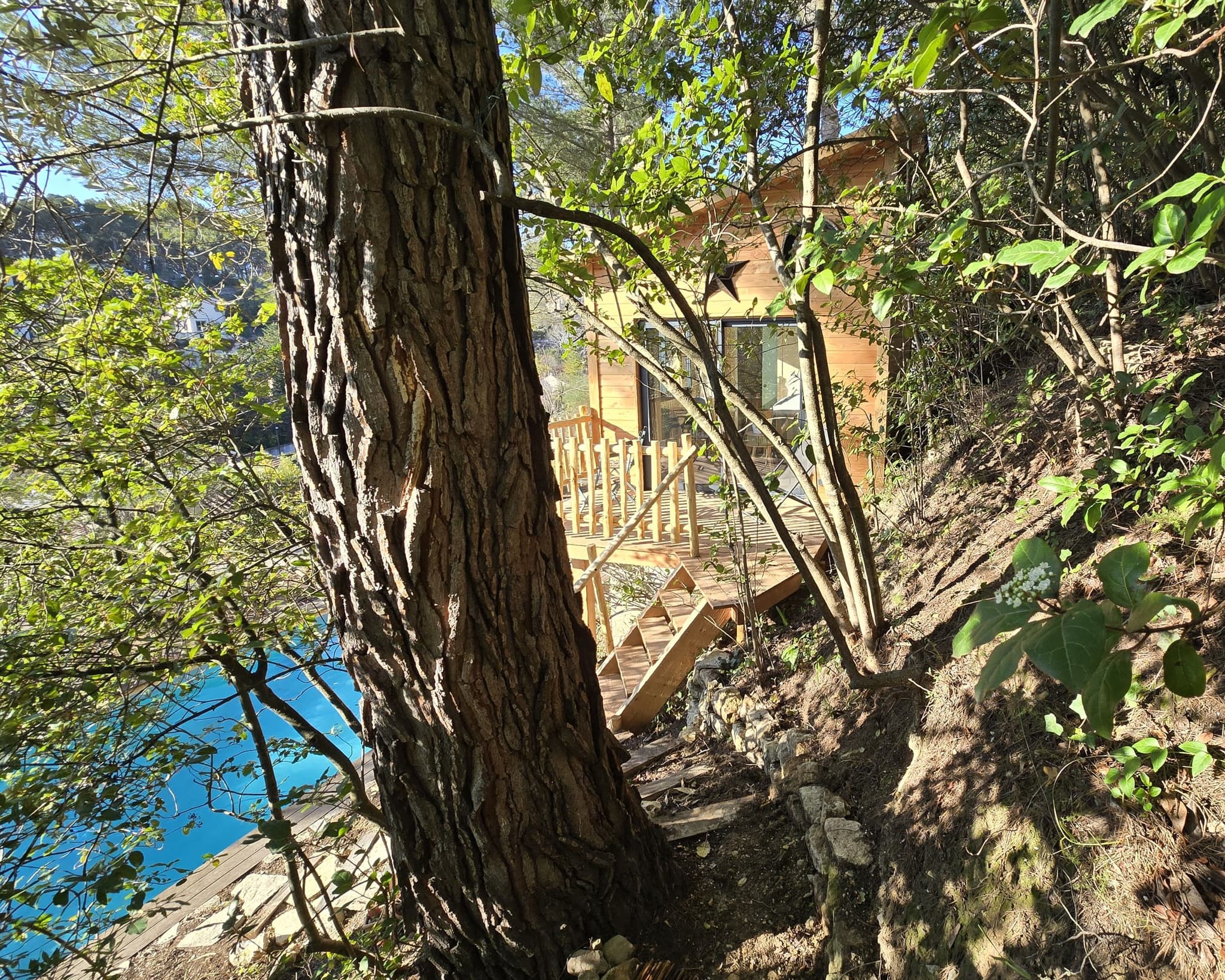 Cabane au milieu des pins