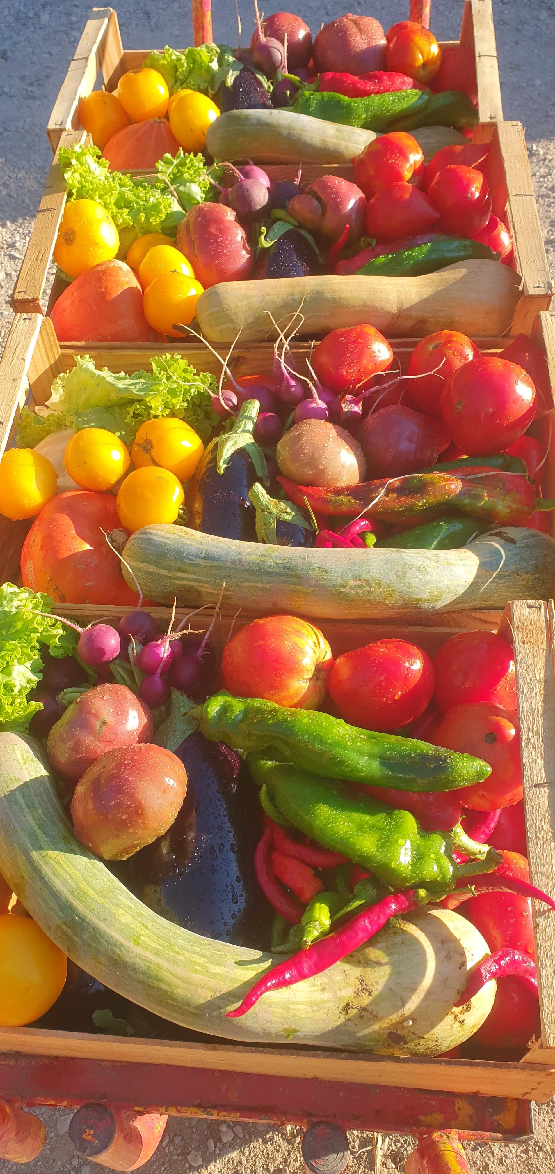 Ma Saison Légumes "Gozzerino" Agriculture Biologique