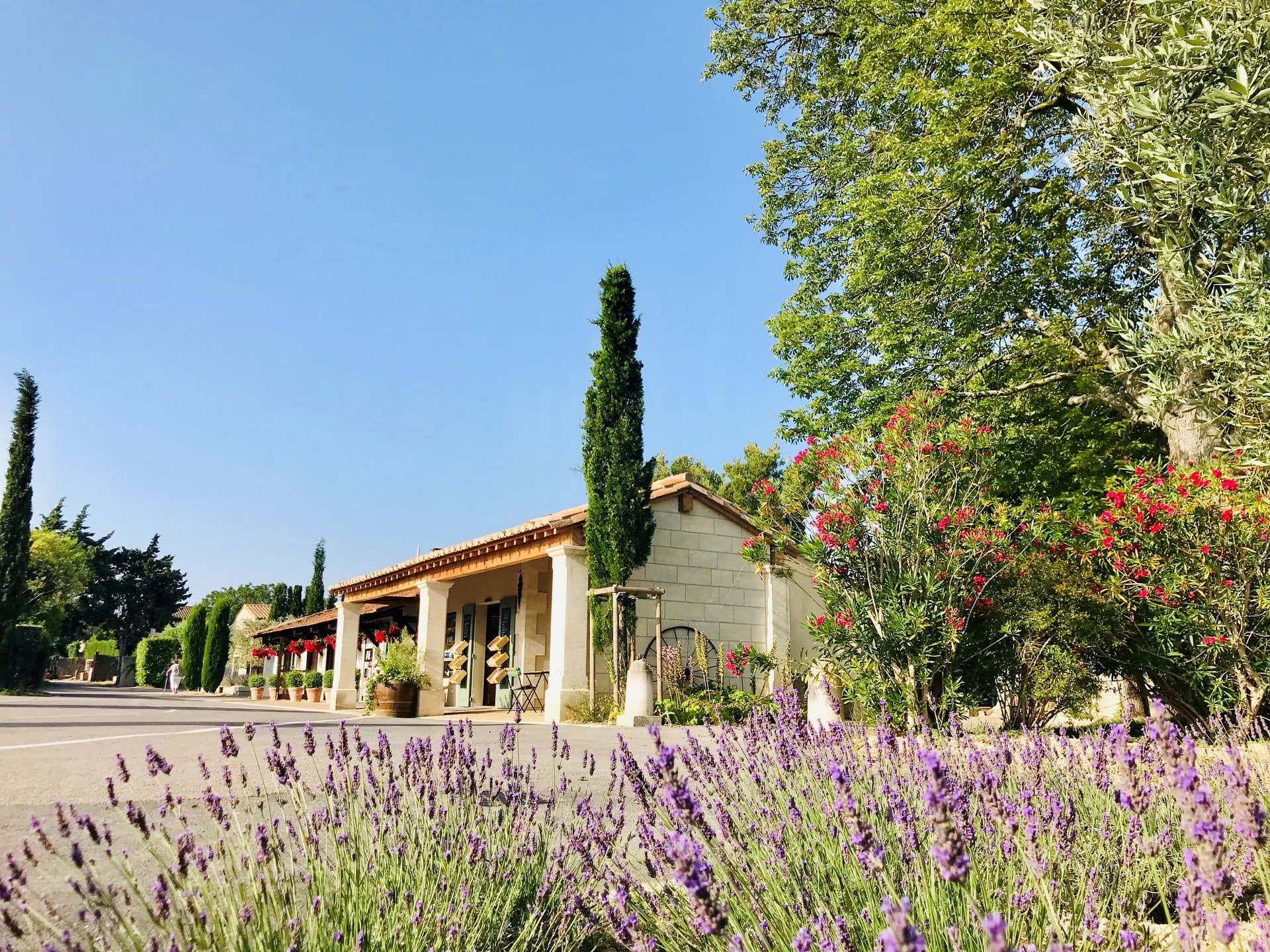 Camping Monplaisir cyprès 2