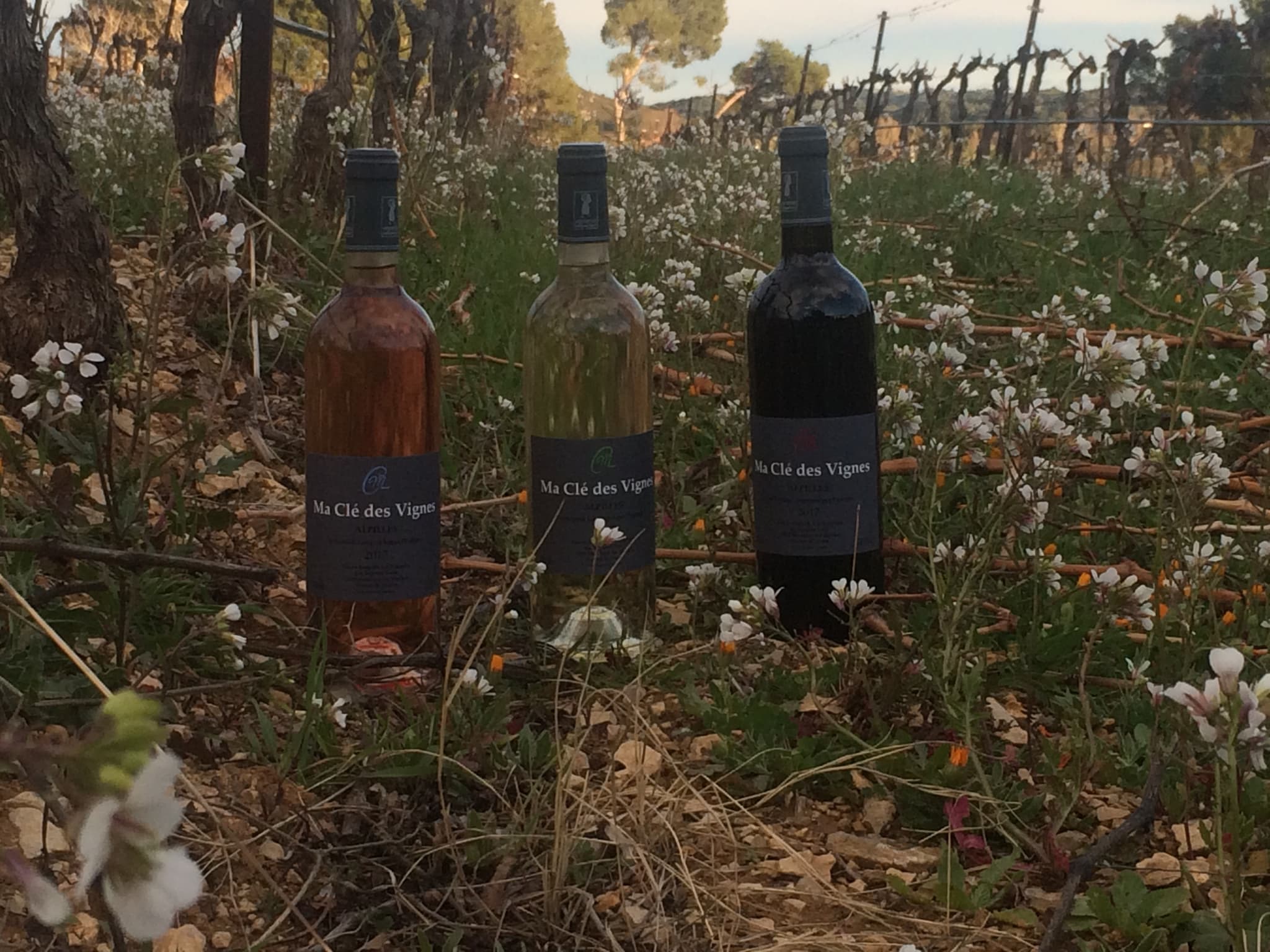 Ma Clé des Vignes_Maussane-les-Alpilles