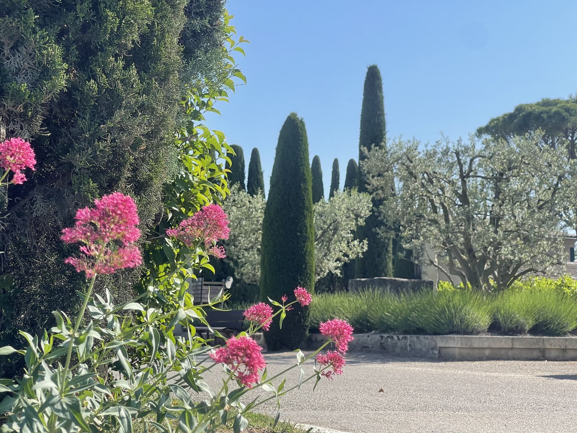 Camping Monplaisir cyprès 3