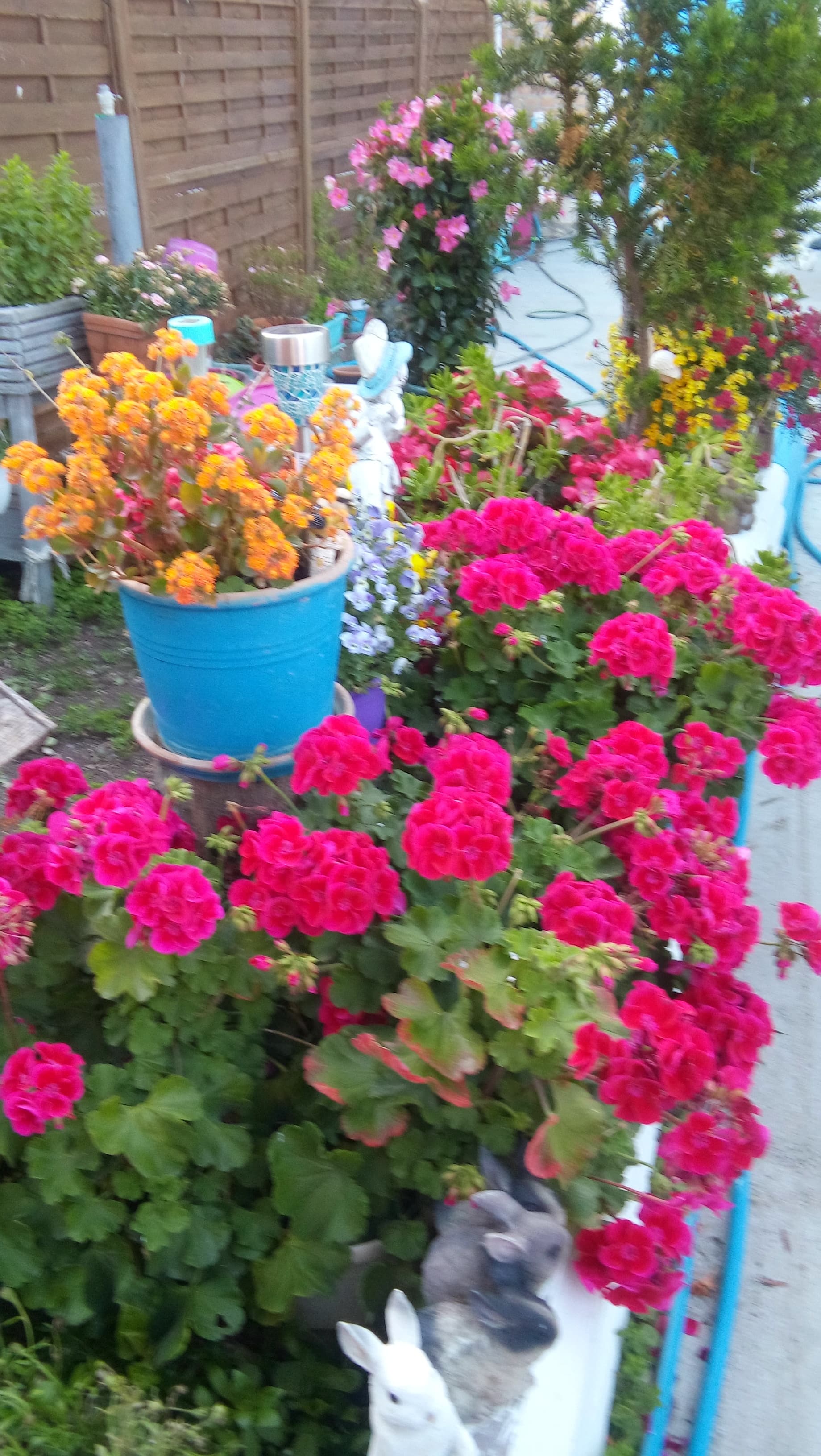 jardinet fleuri